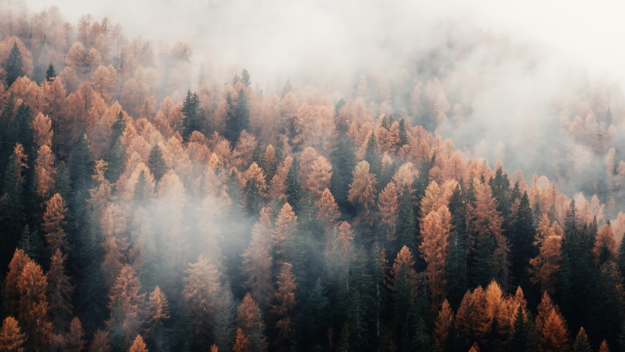 Misty autumn forest covering a mountainside in the Dolomites