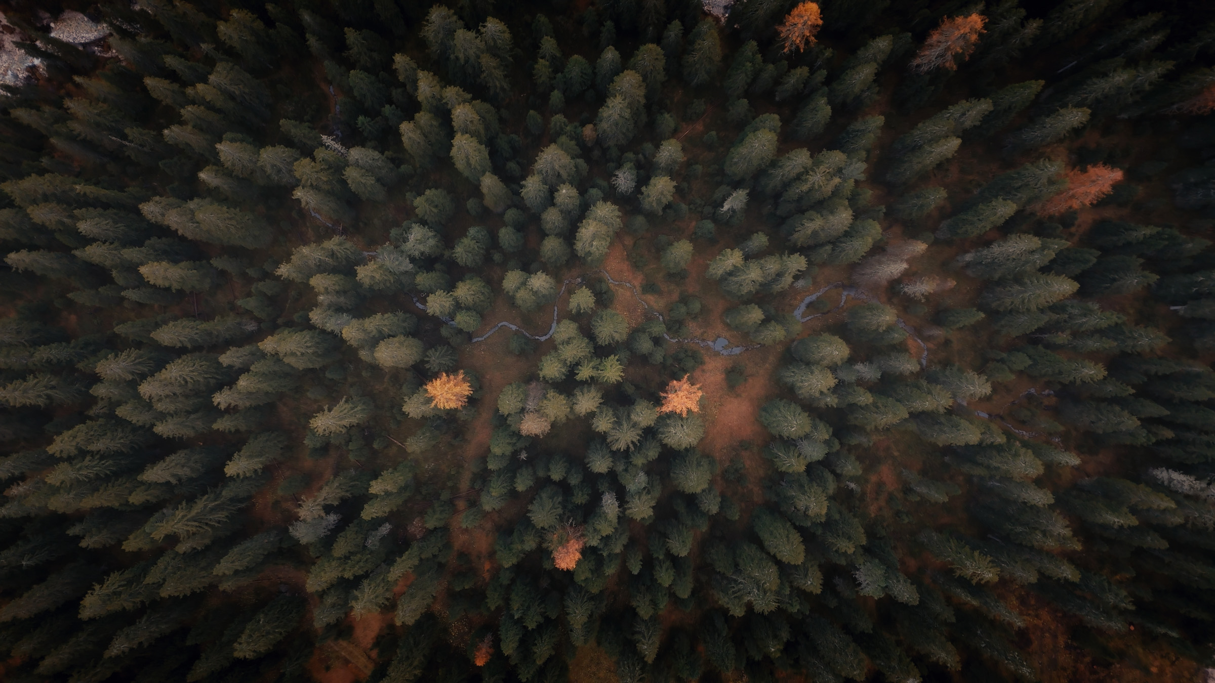 Top-down aerial view of dense conifers with scattered autumn trees