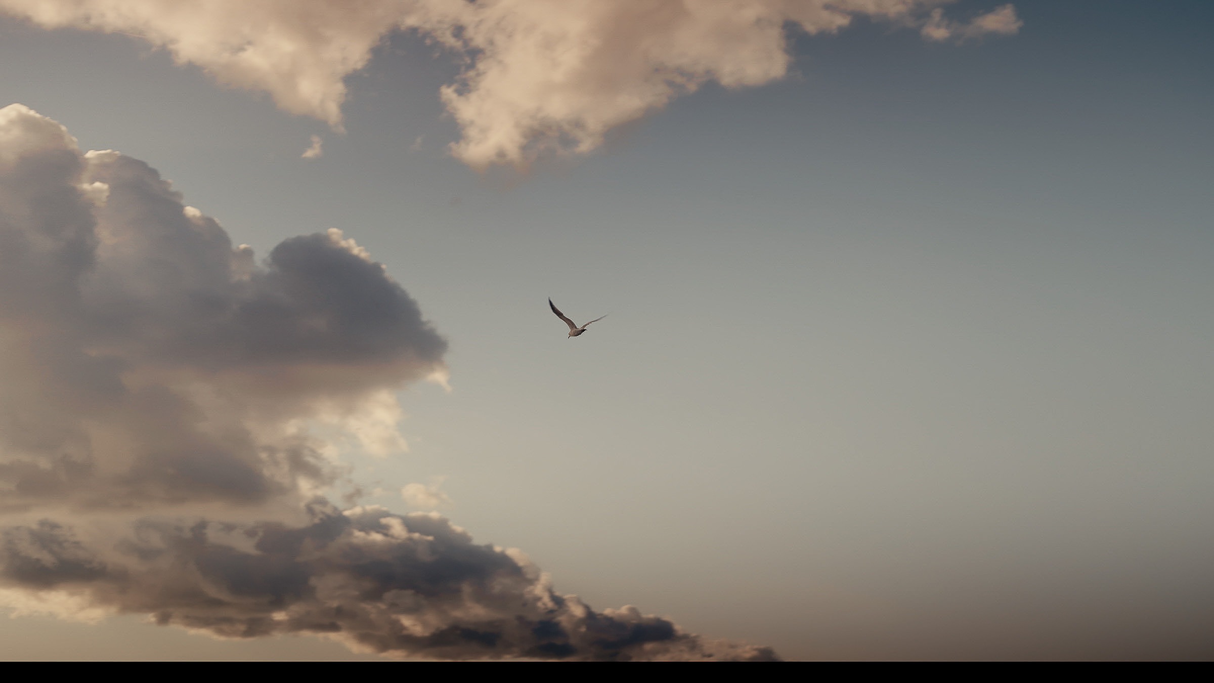 Seabird flying between clouds in the evening sky