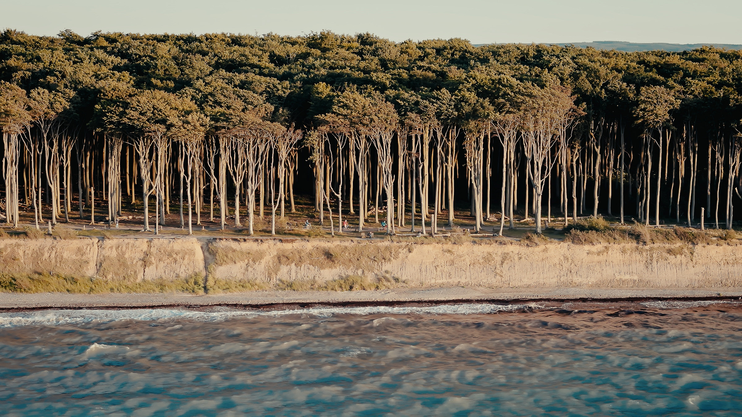 Aerial view of a forest meeting the Baltic Sea shoreline