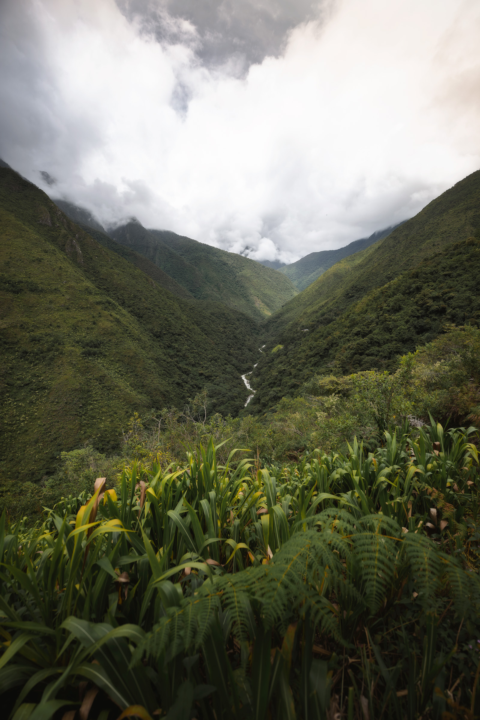 Lush plants filling a narrow valley beneath misty mountains