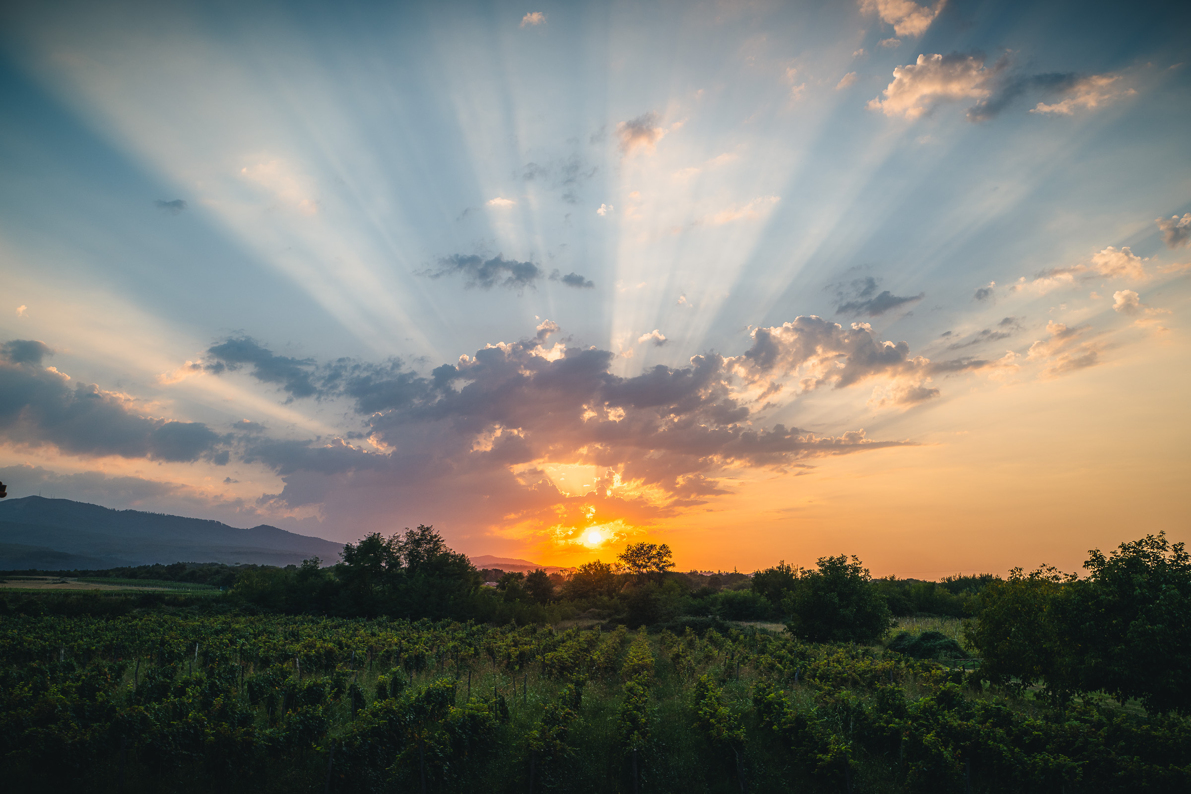 Sonnenstrahlen breiten sich bei Sonnenuntergang über georgischen Weinbergen aus