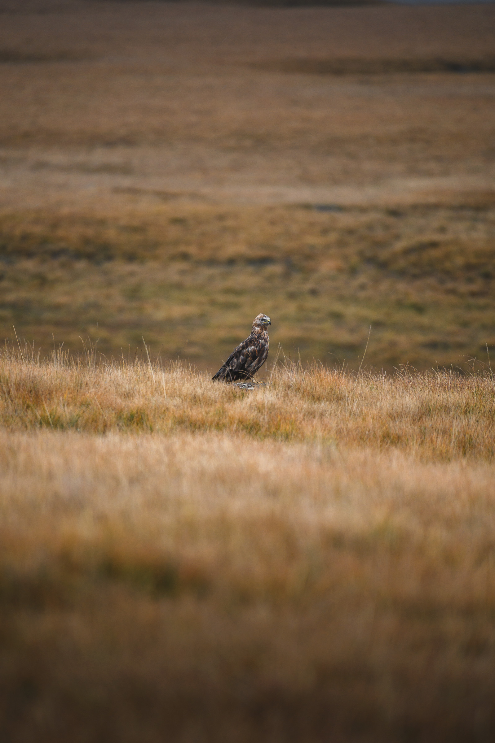 Bird of prey resting among tall golden grasses