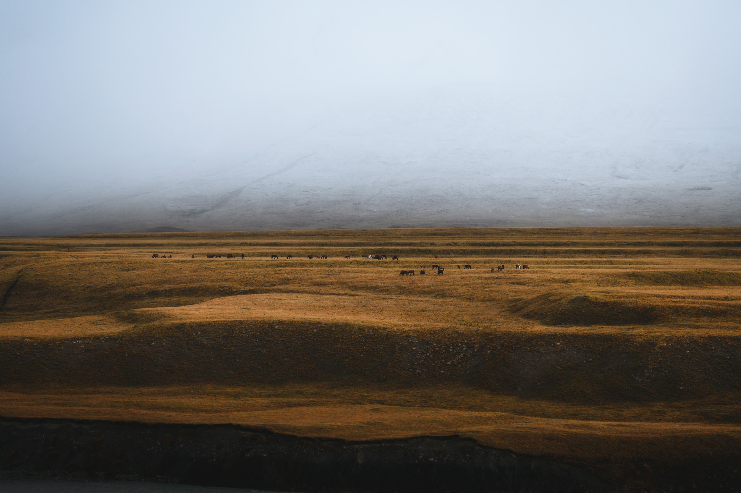 Grazing herd beneath fog-covered highland mountains