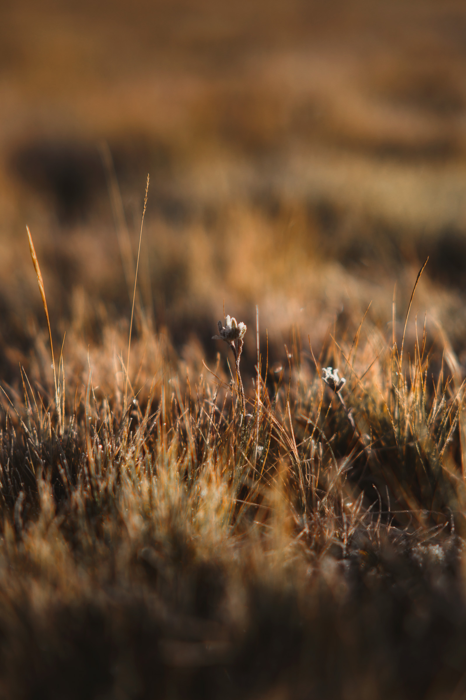 Close-up of dry highland grass in warm morning light