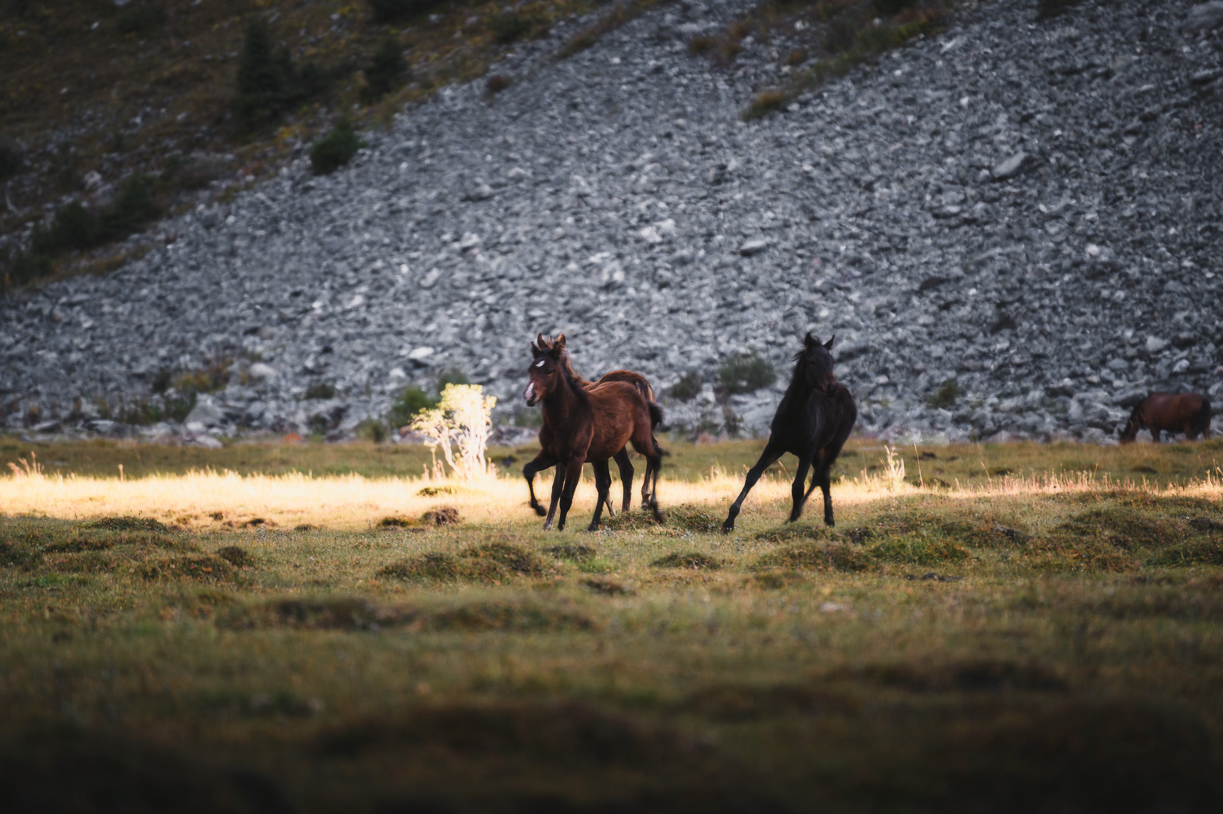 Horse riders crossing a sunlit highland meadow