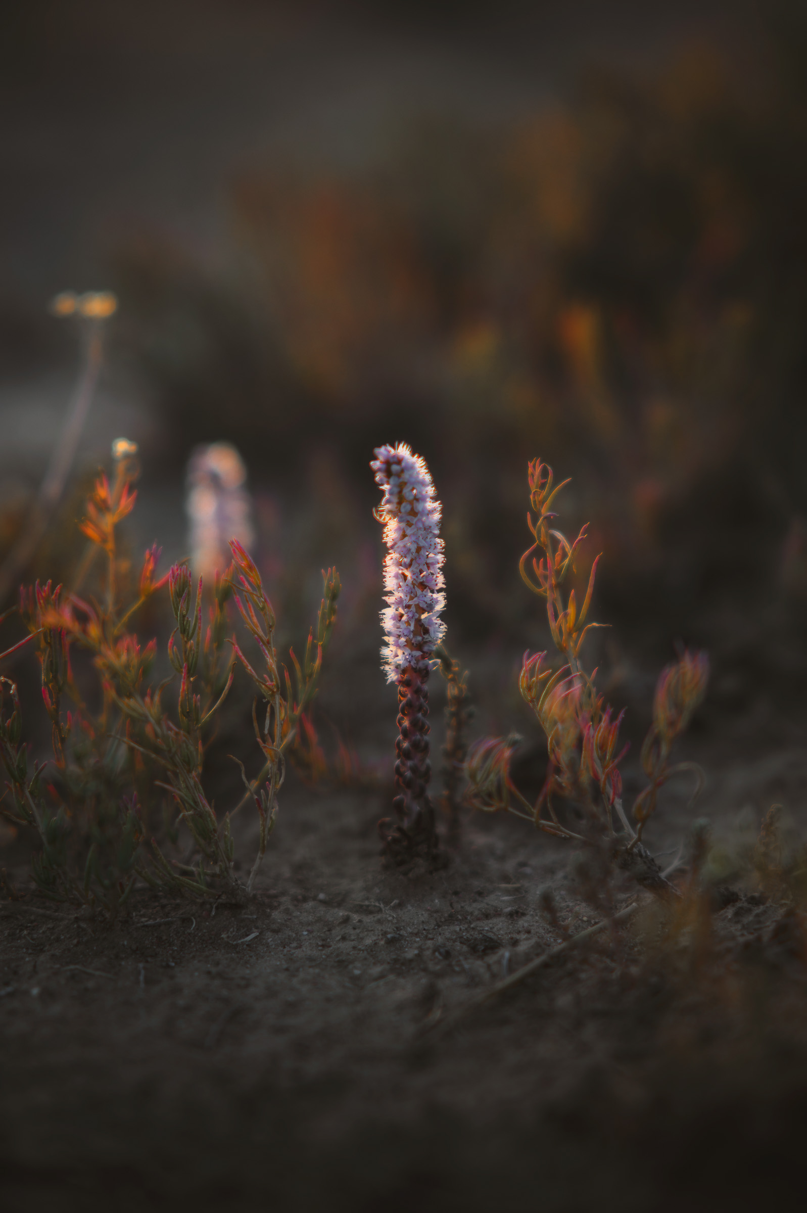 Tiny purple wildflowers growing in dry highland soil