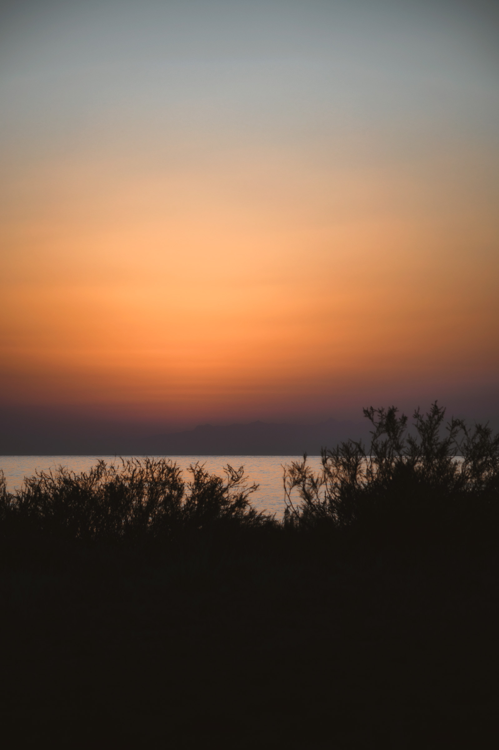 Soft orange sunset glowing beyond dark shrubs