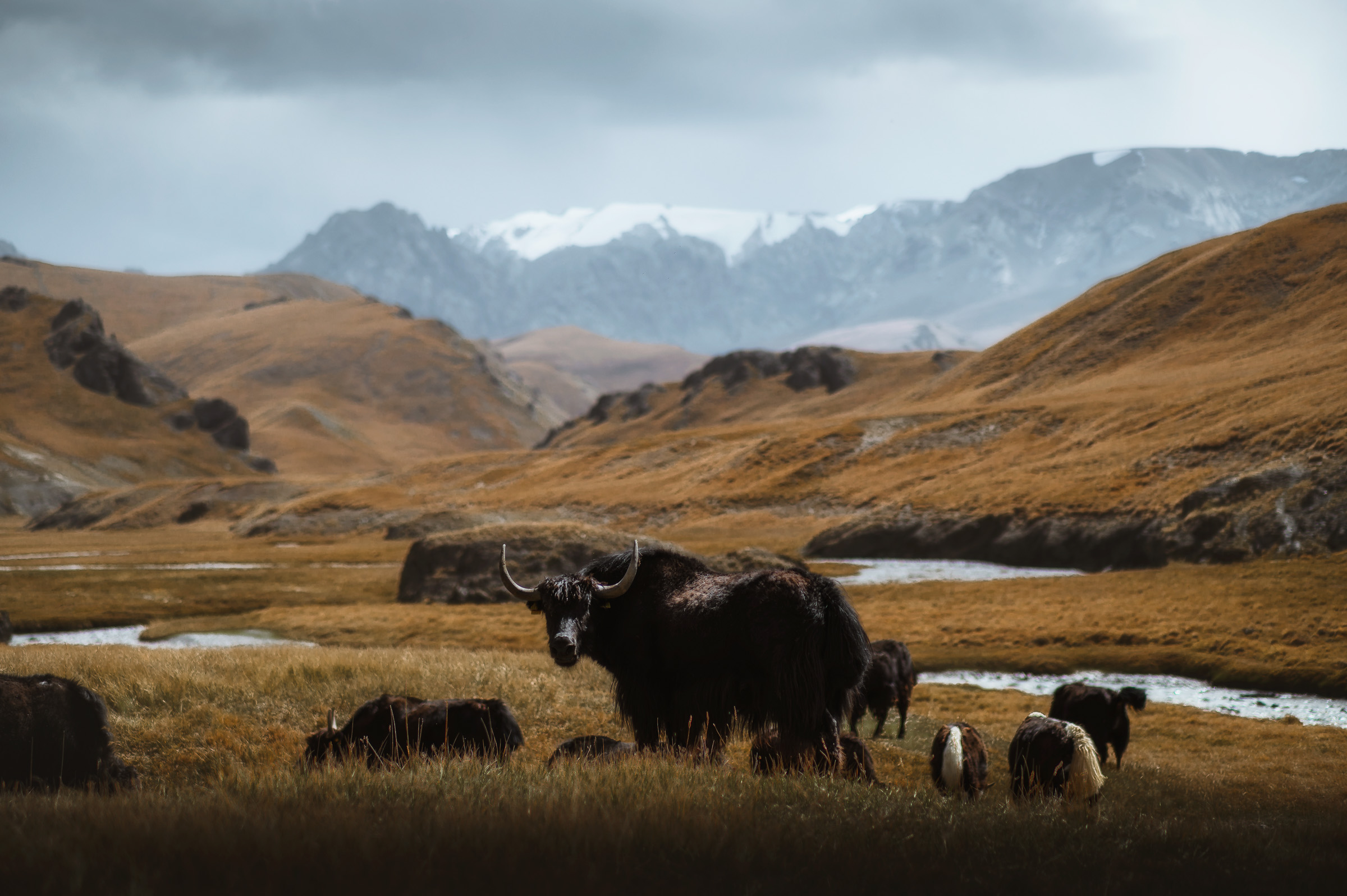 Yaks grazing beside a winding river in the highlands