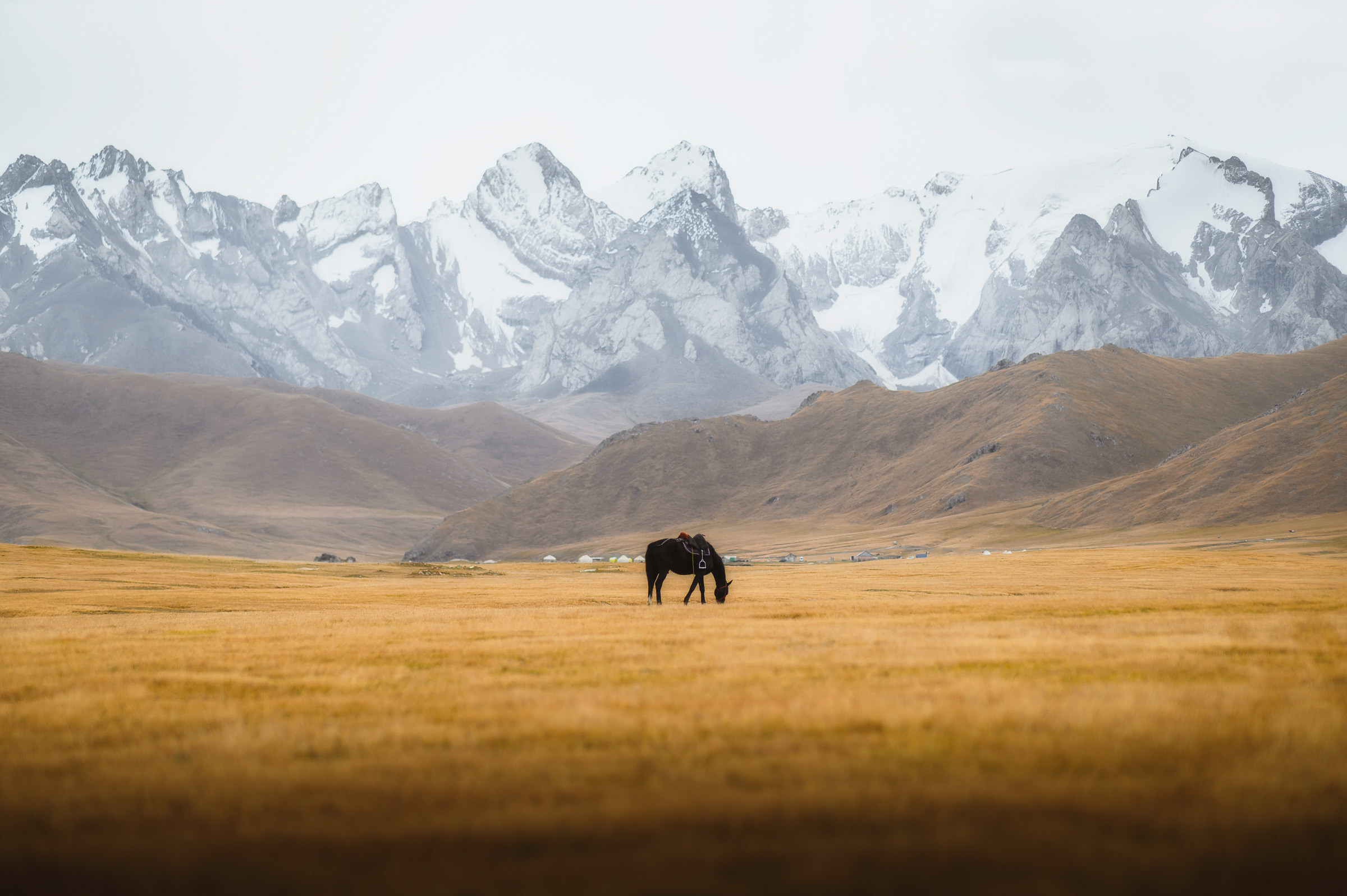 Lone horse grazing before a snow-covered mountain range