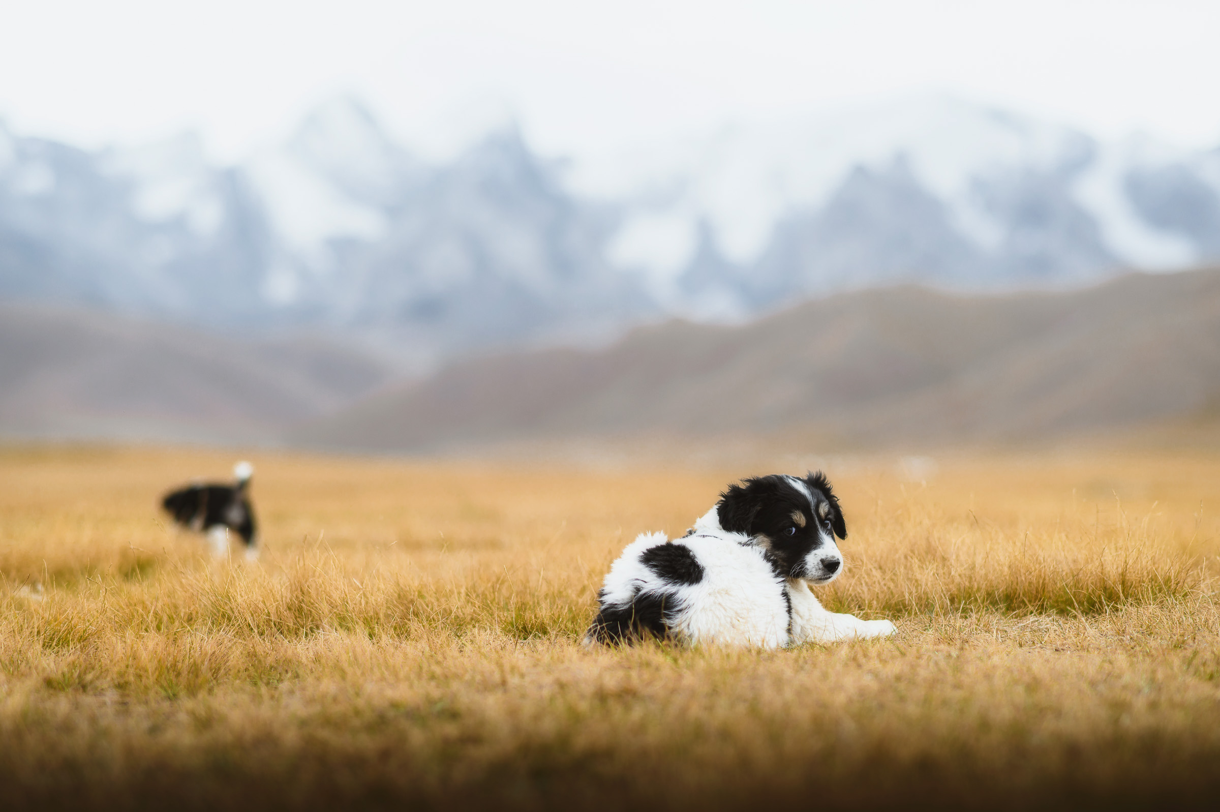 Young dog resting in golden grass beneath distant peaks