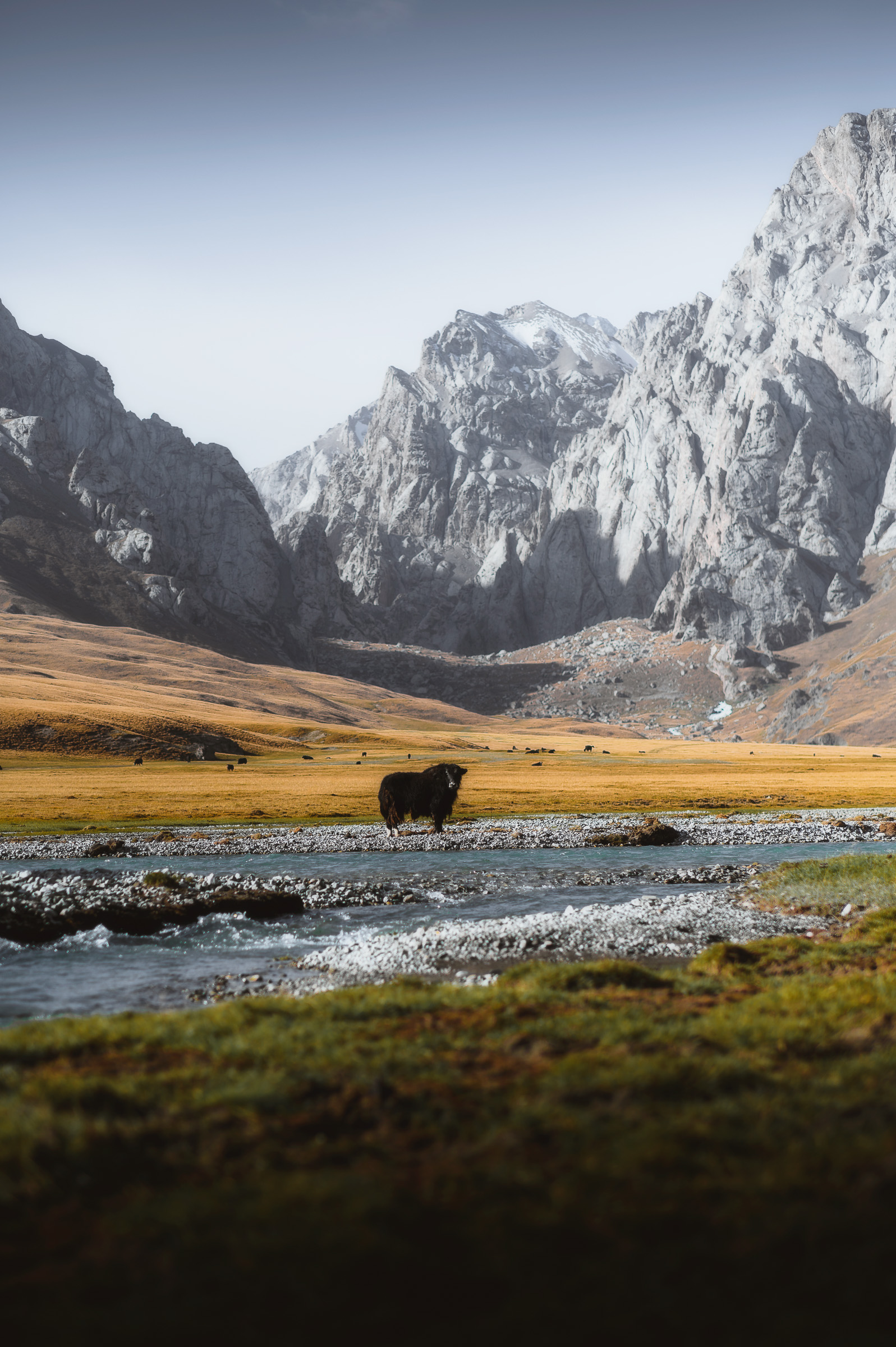 Yak grazing beside a stream below steep snow mountains