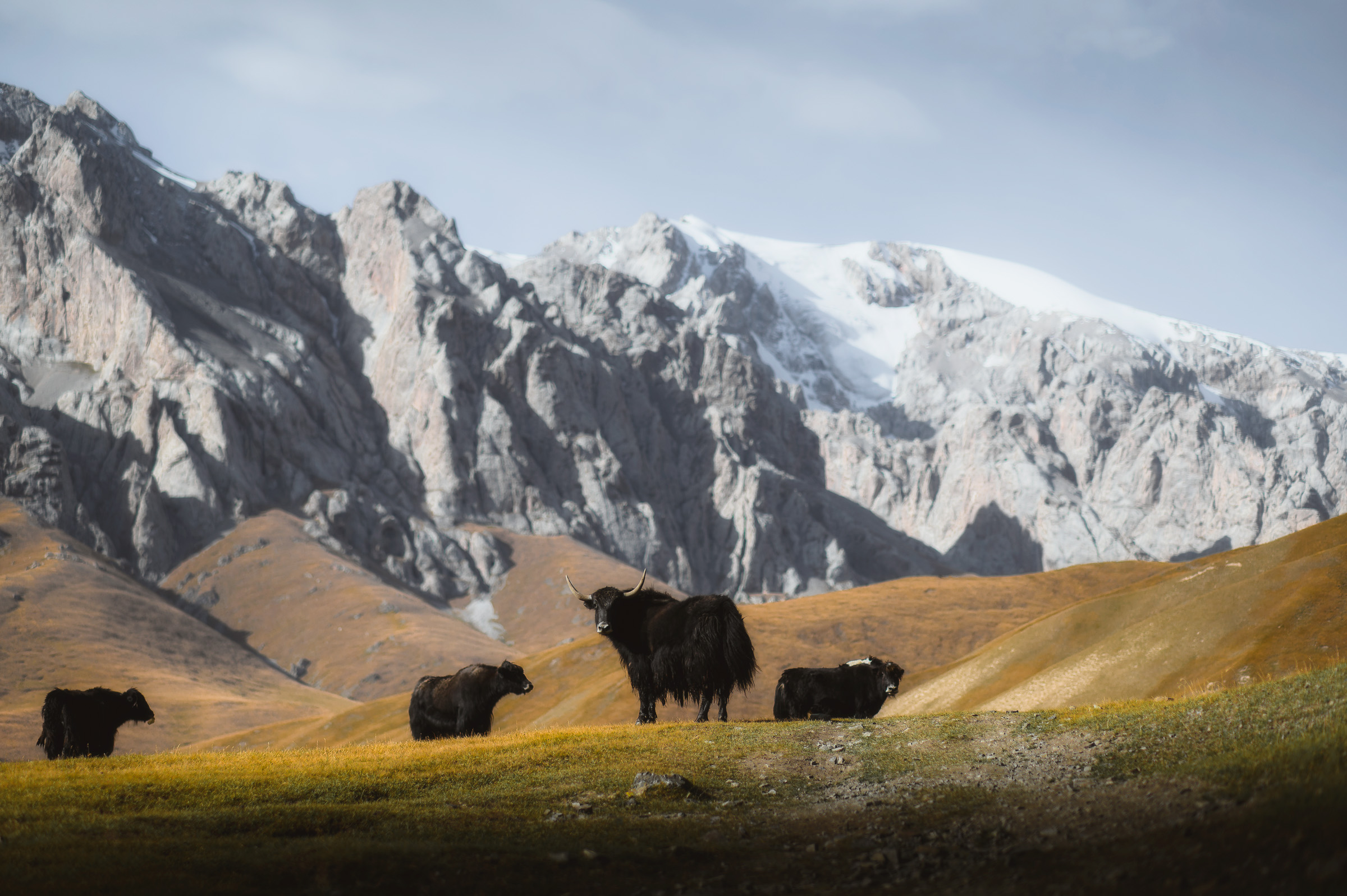 Herd of yaks beneath jagged white mountain peaks