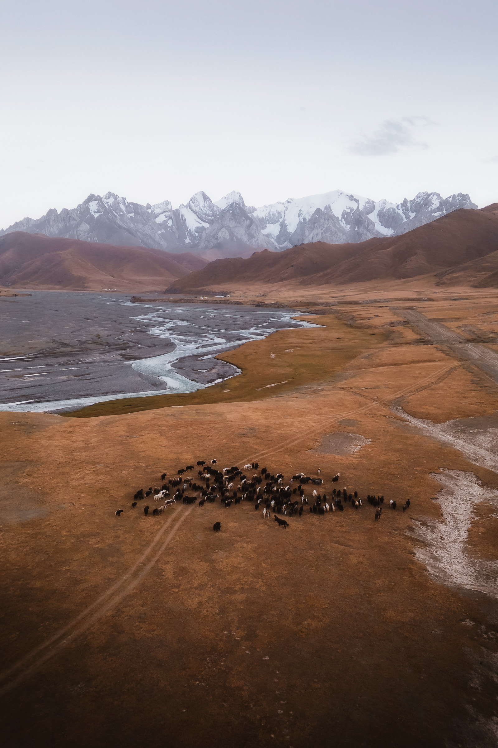 Herd gathered on a broad plain beside a braided river