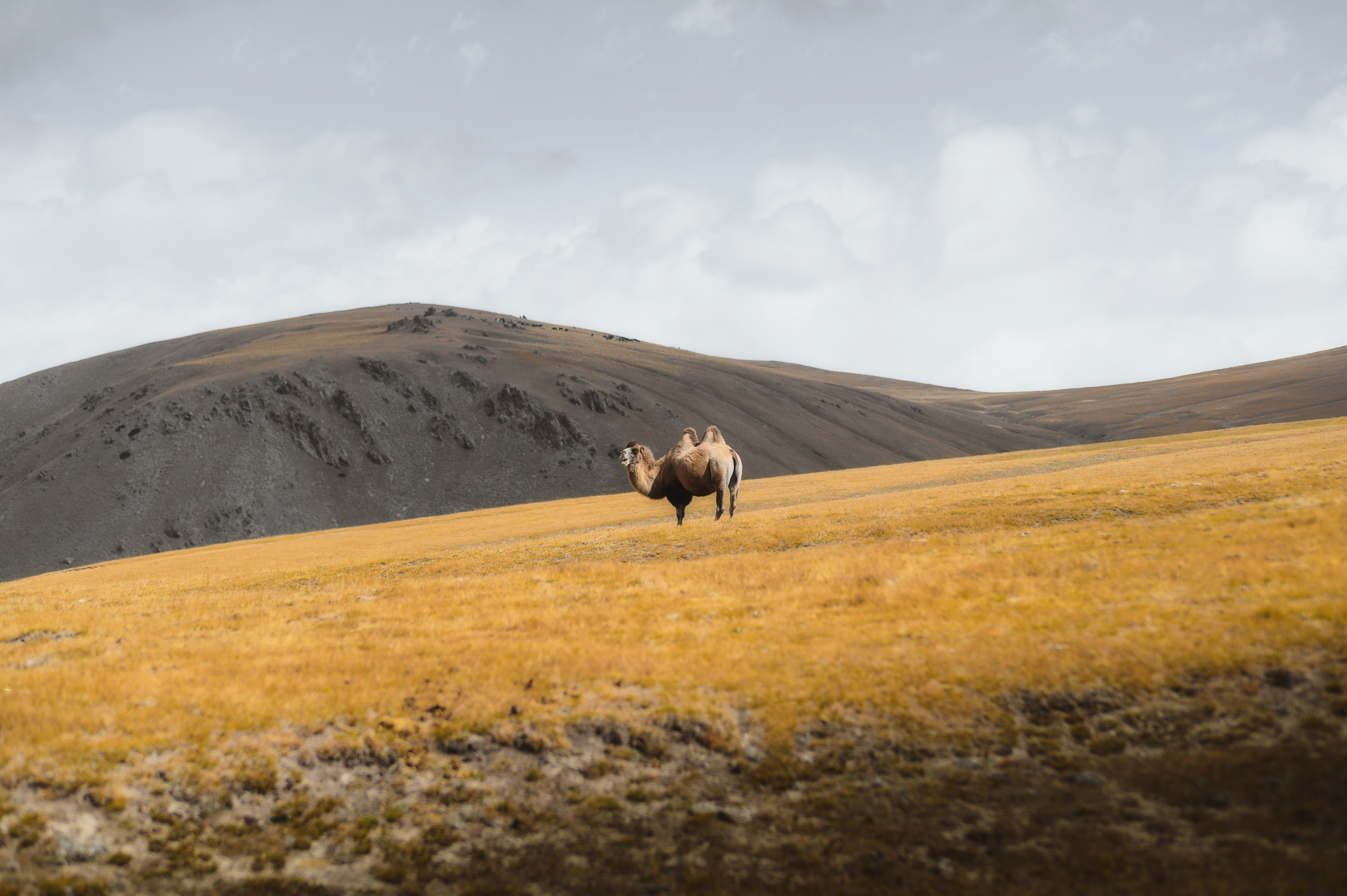 Bactrian camel standing alone on a golden highland plateau