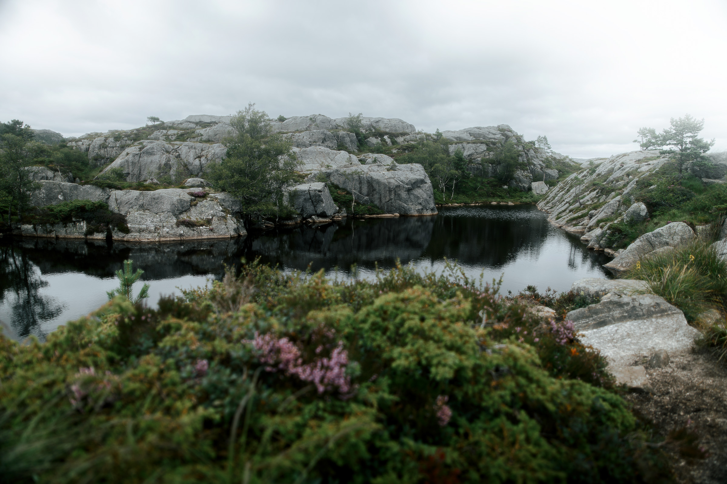 Heather and a still mountain pool among grey rocks near Preikestolen
