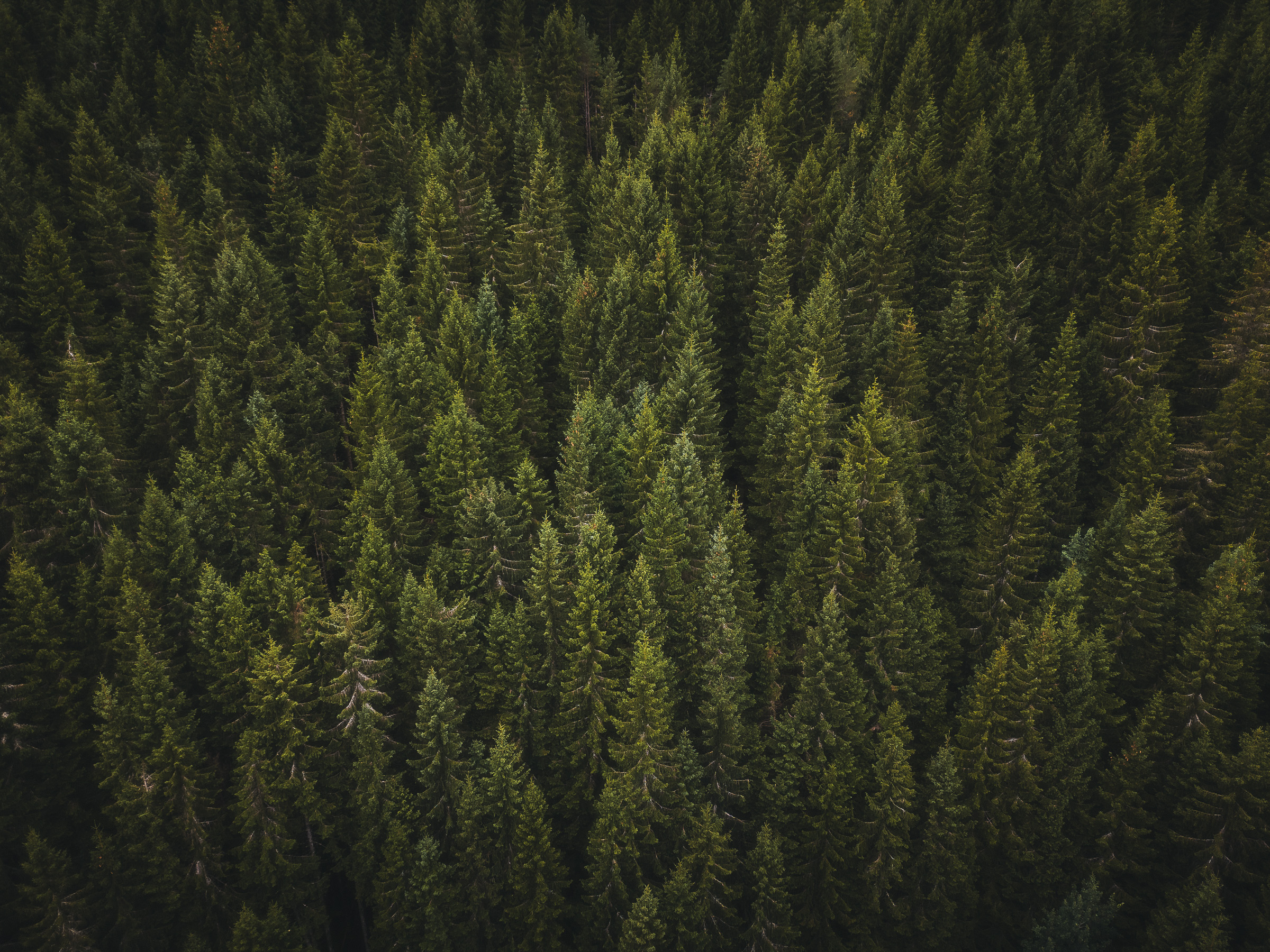Dense evergreen forest viewed from above