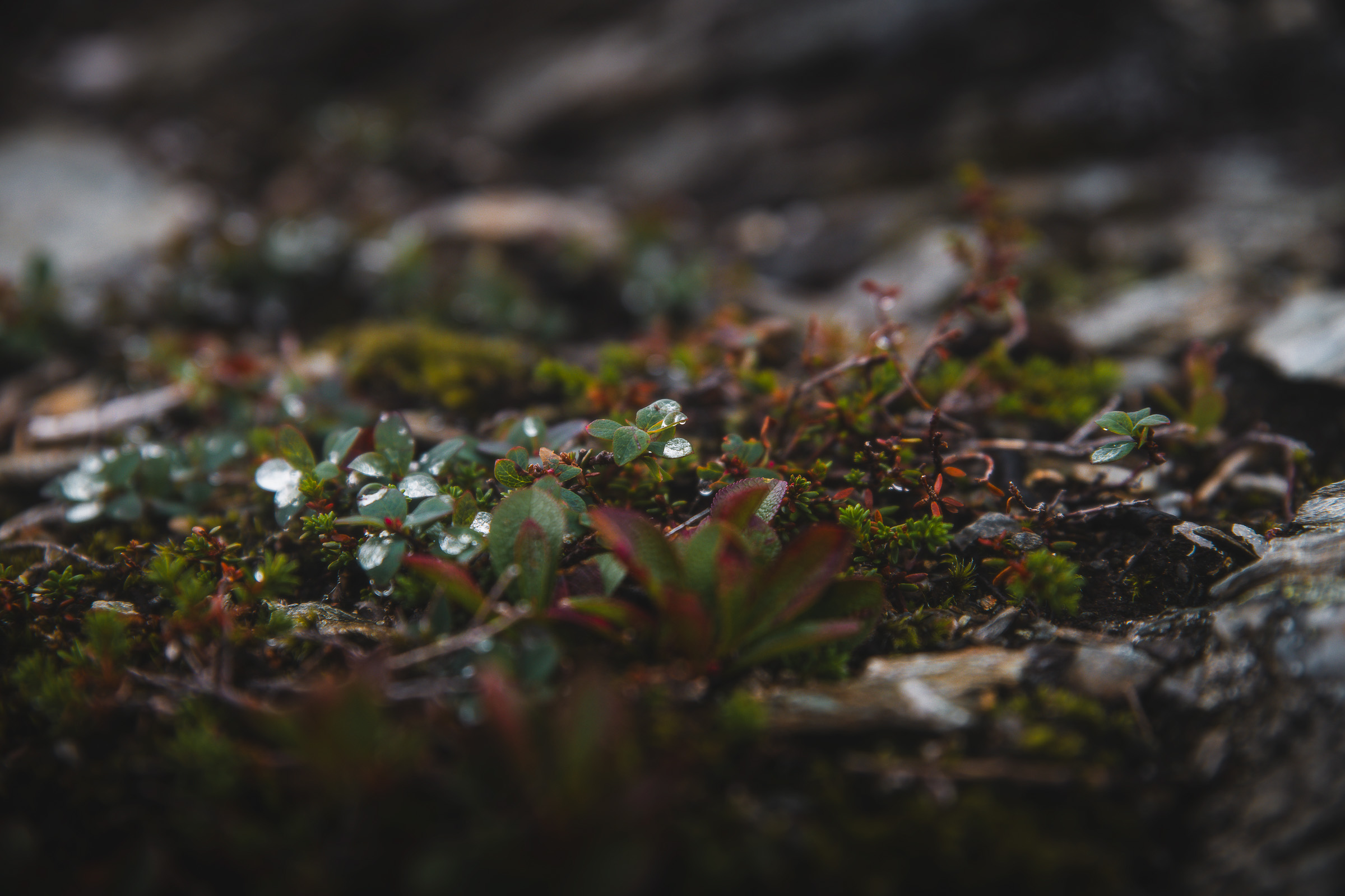 Small alpine flowers and red leaves among wet stones