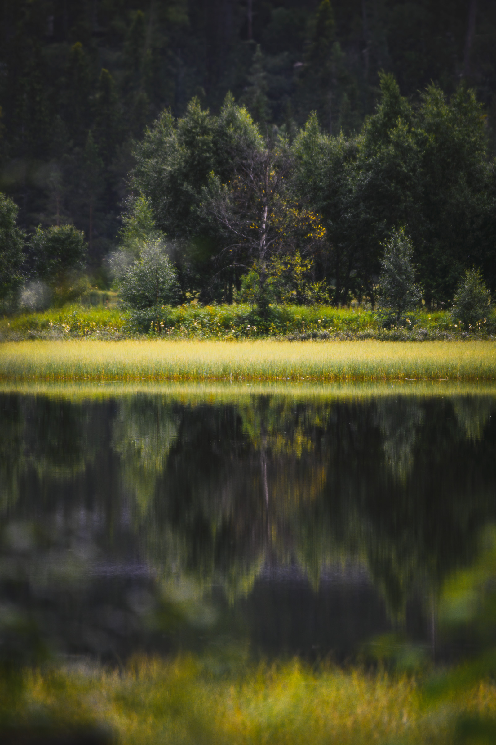 Forest and reeds mirrored in a still mountain lake