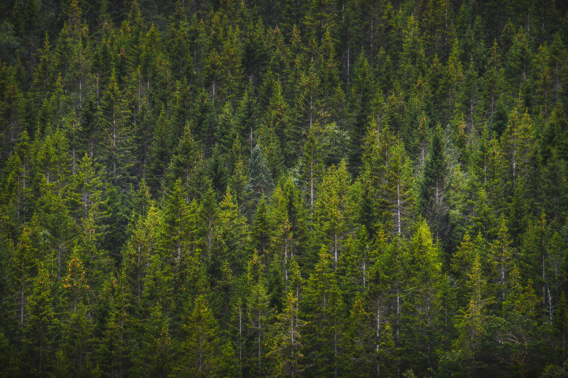 Dense spruce forest covering a steep hillside