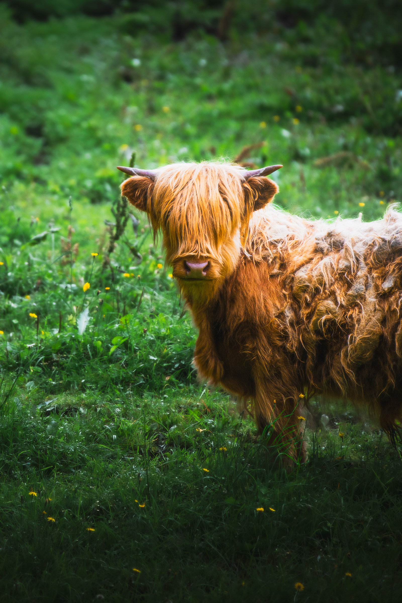 Shaggy Highland cow standing in a green field