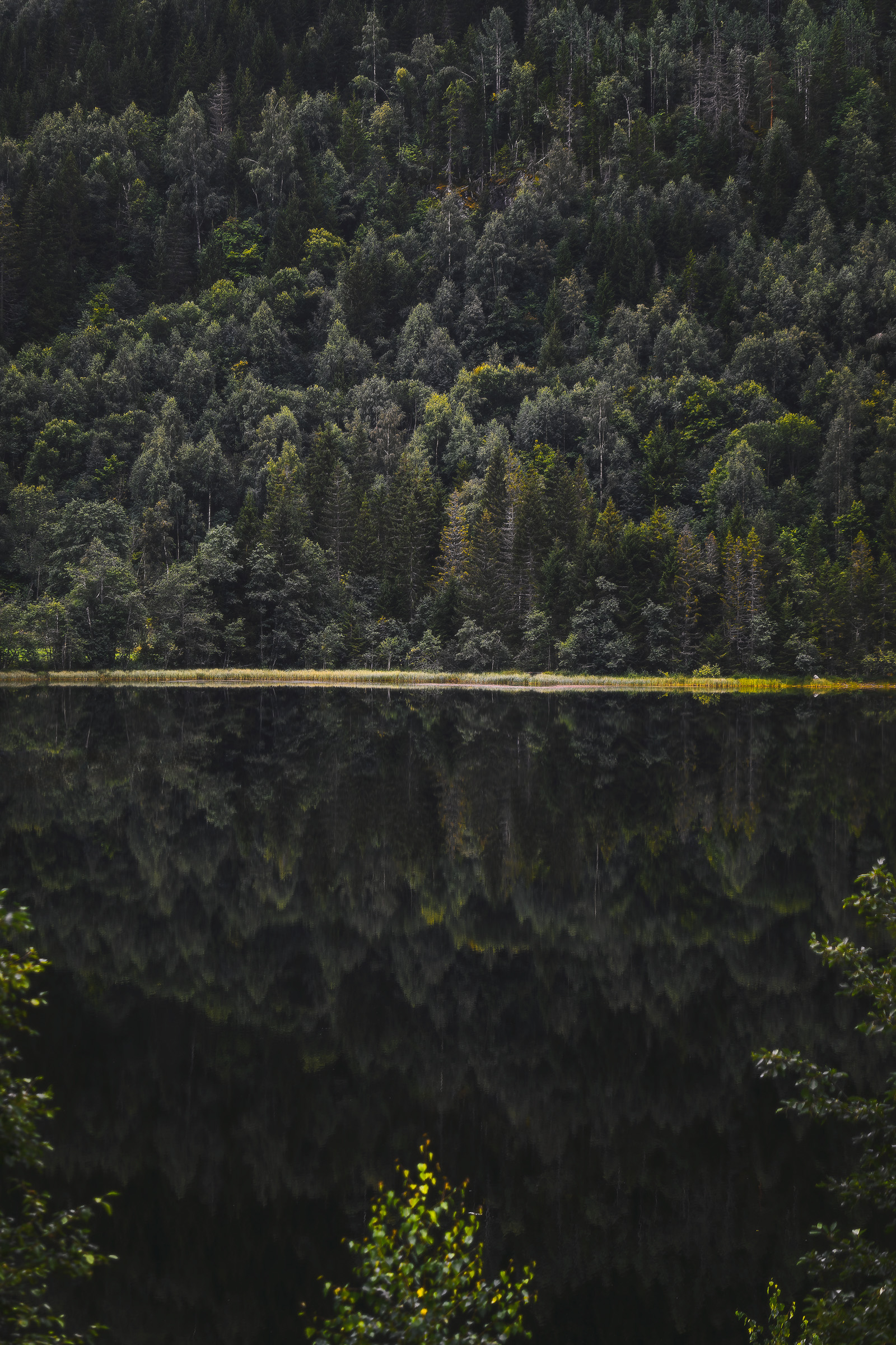 Dark forest reflected in a calm lake behind yellow shrubs