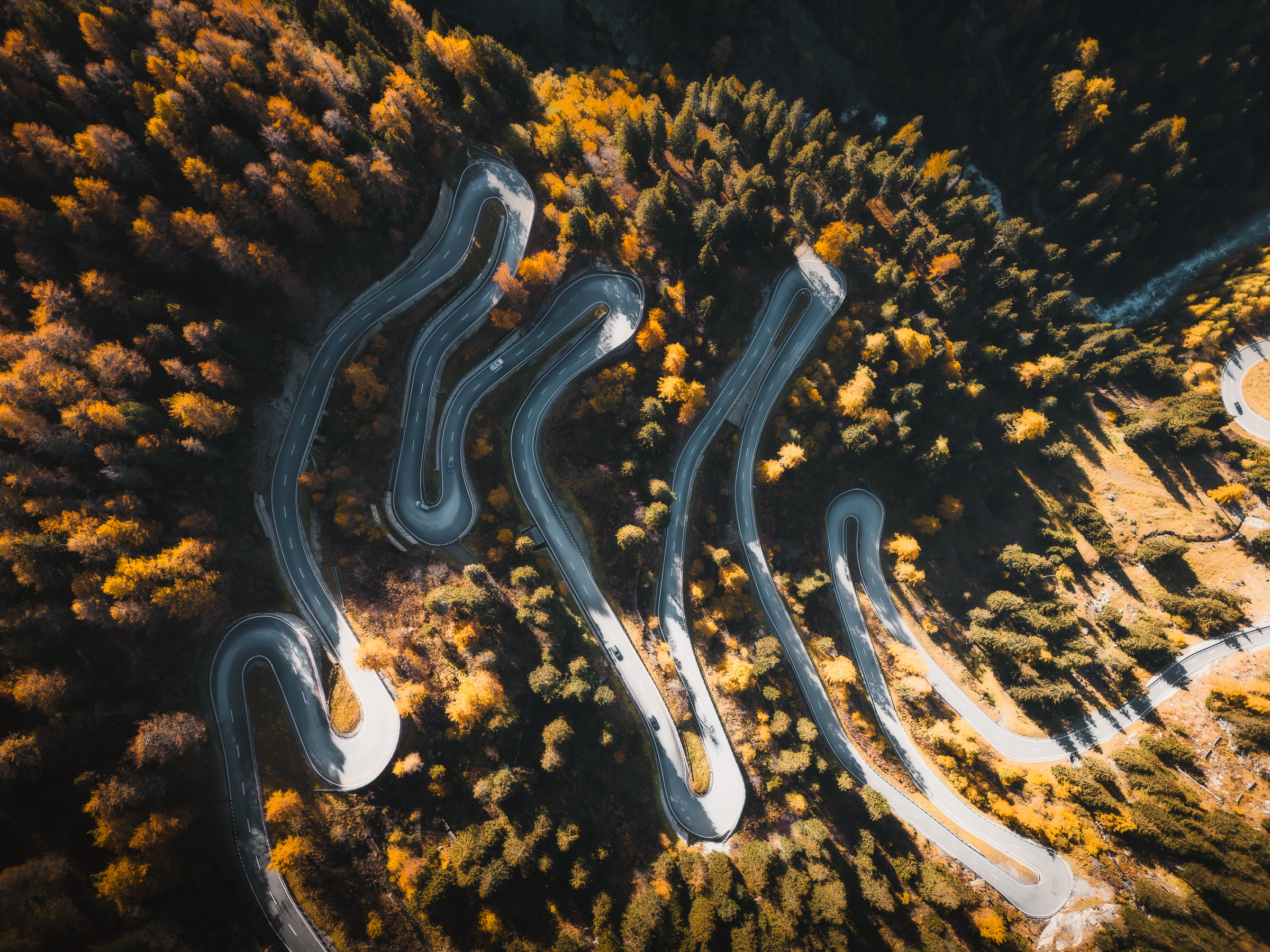 Hairpin road winding through a golden larch forest from above