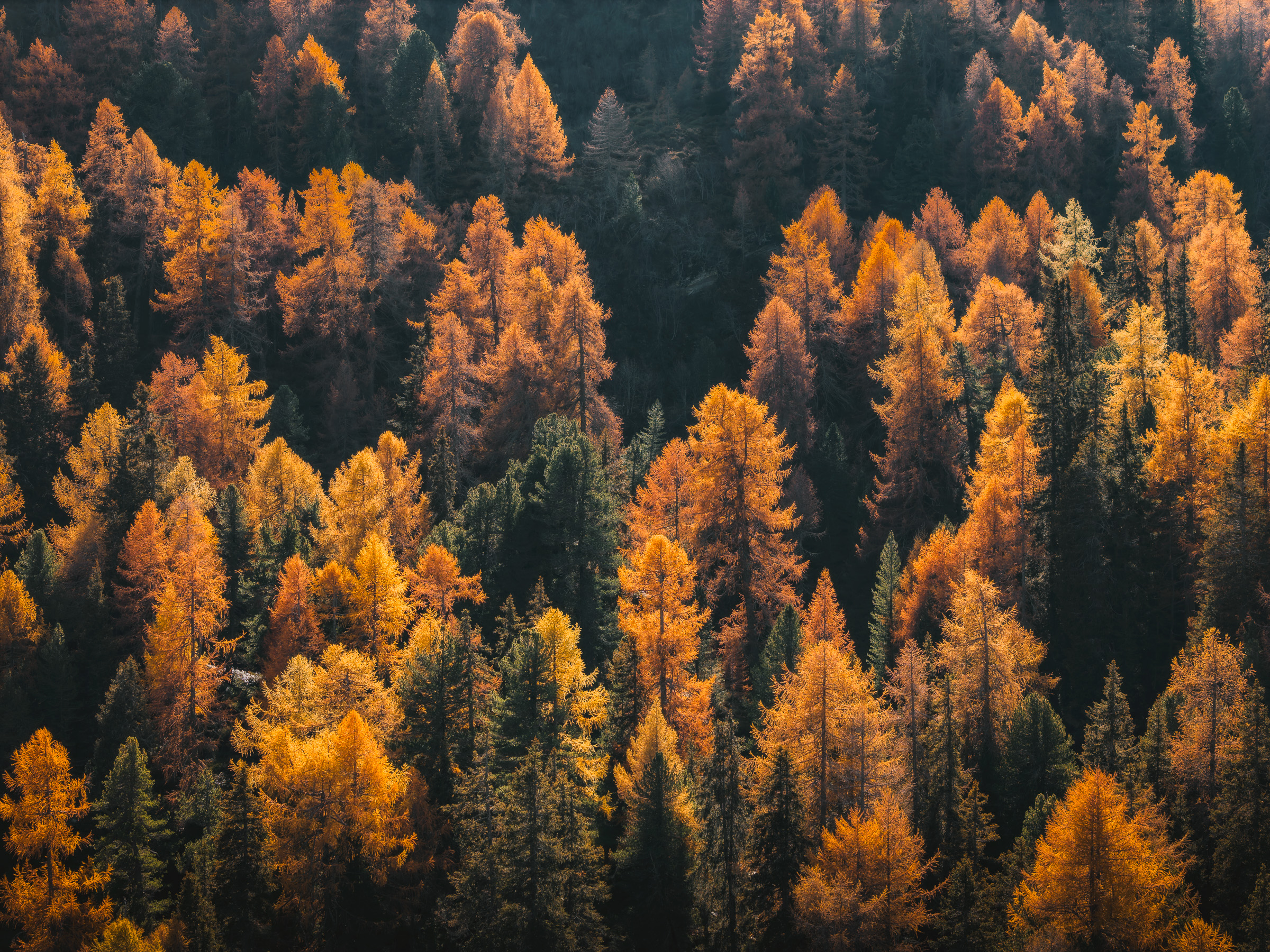 Dense larch forest glowing orange in autumn