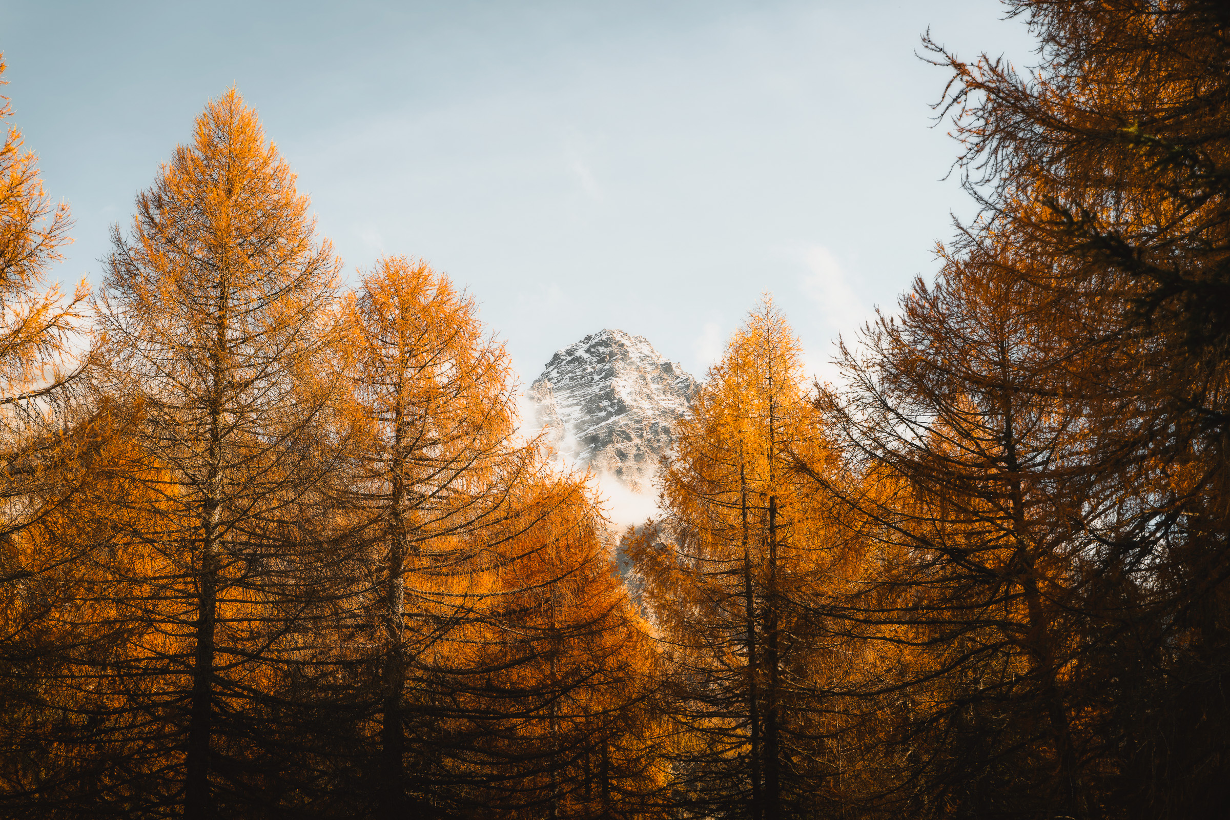 Golden larches framing a snow-dusted mountain peak
