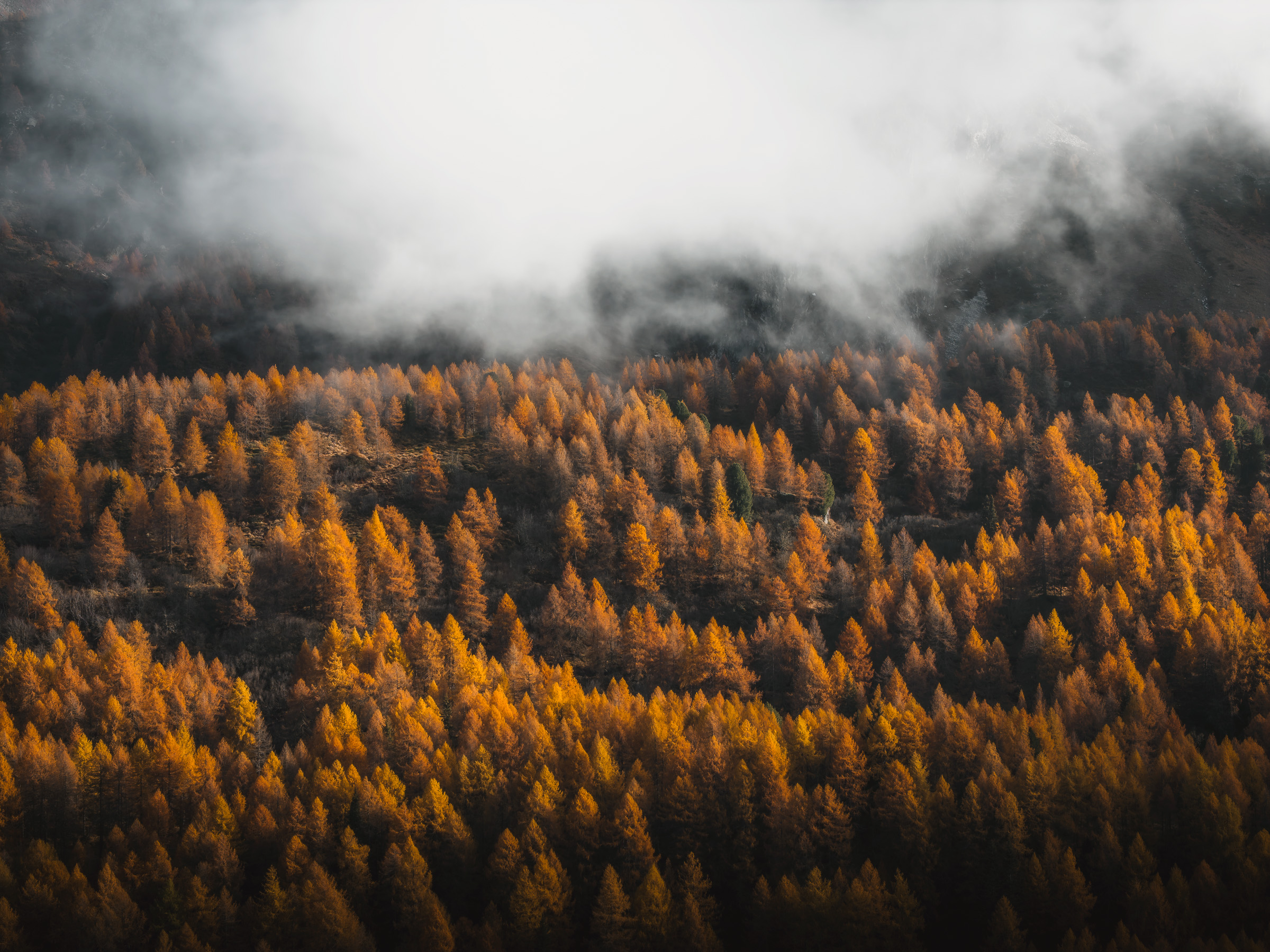 Fog rolling over a forest of golden larches