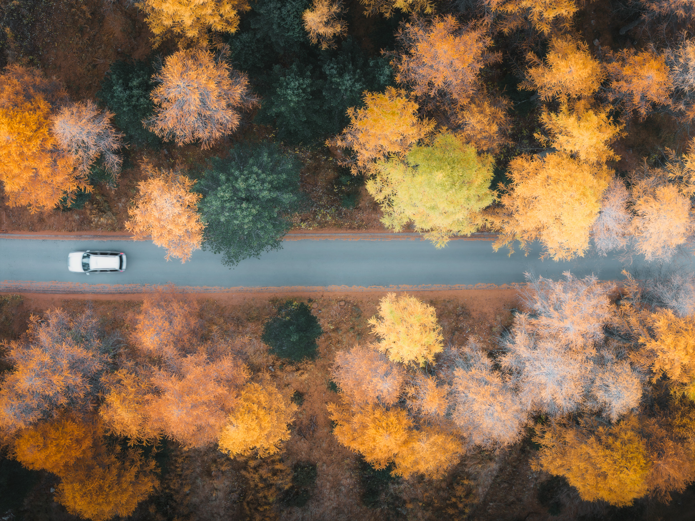 White car traveling along a road through autumn trees from above