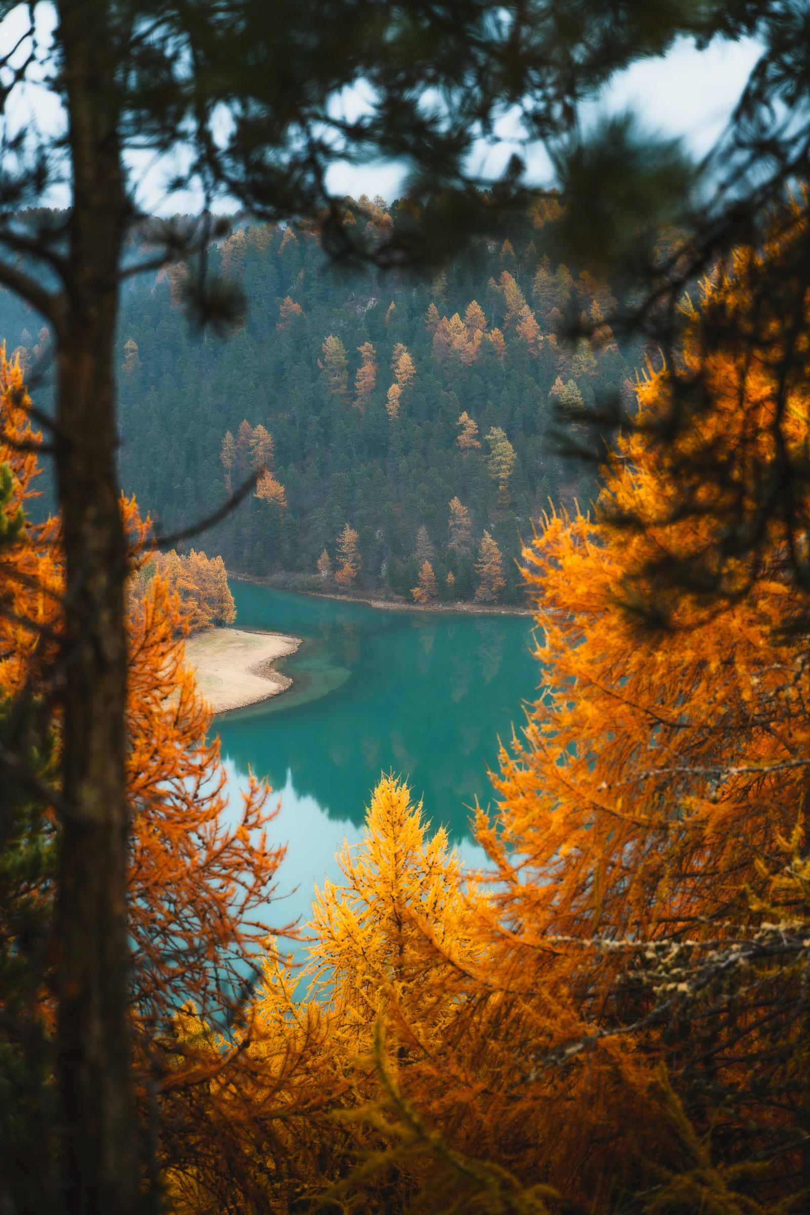 Turquoise alpine lake framed by golden larches