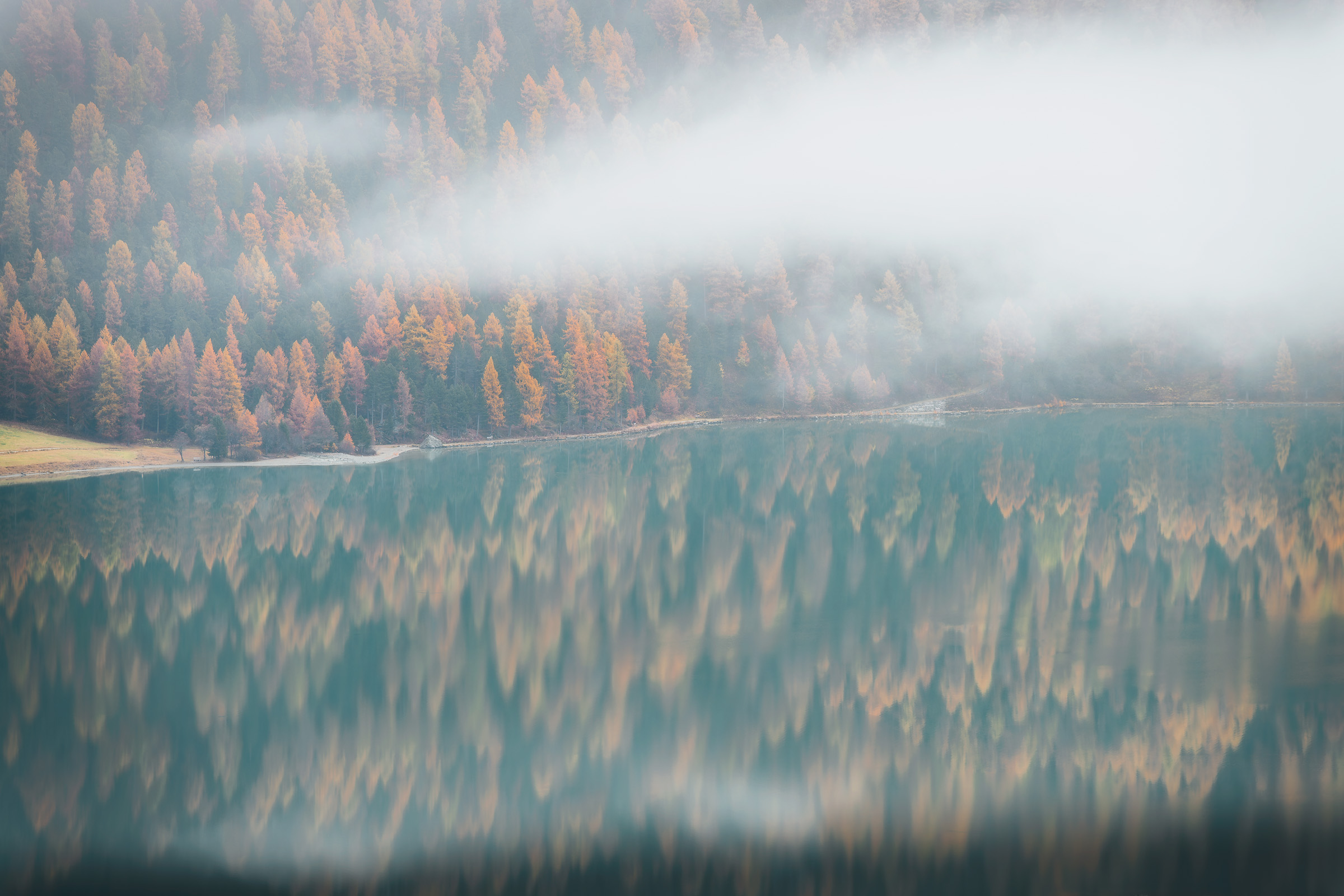 Golden larches and low fog reflected in a calm lake