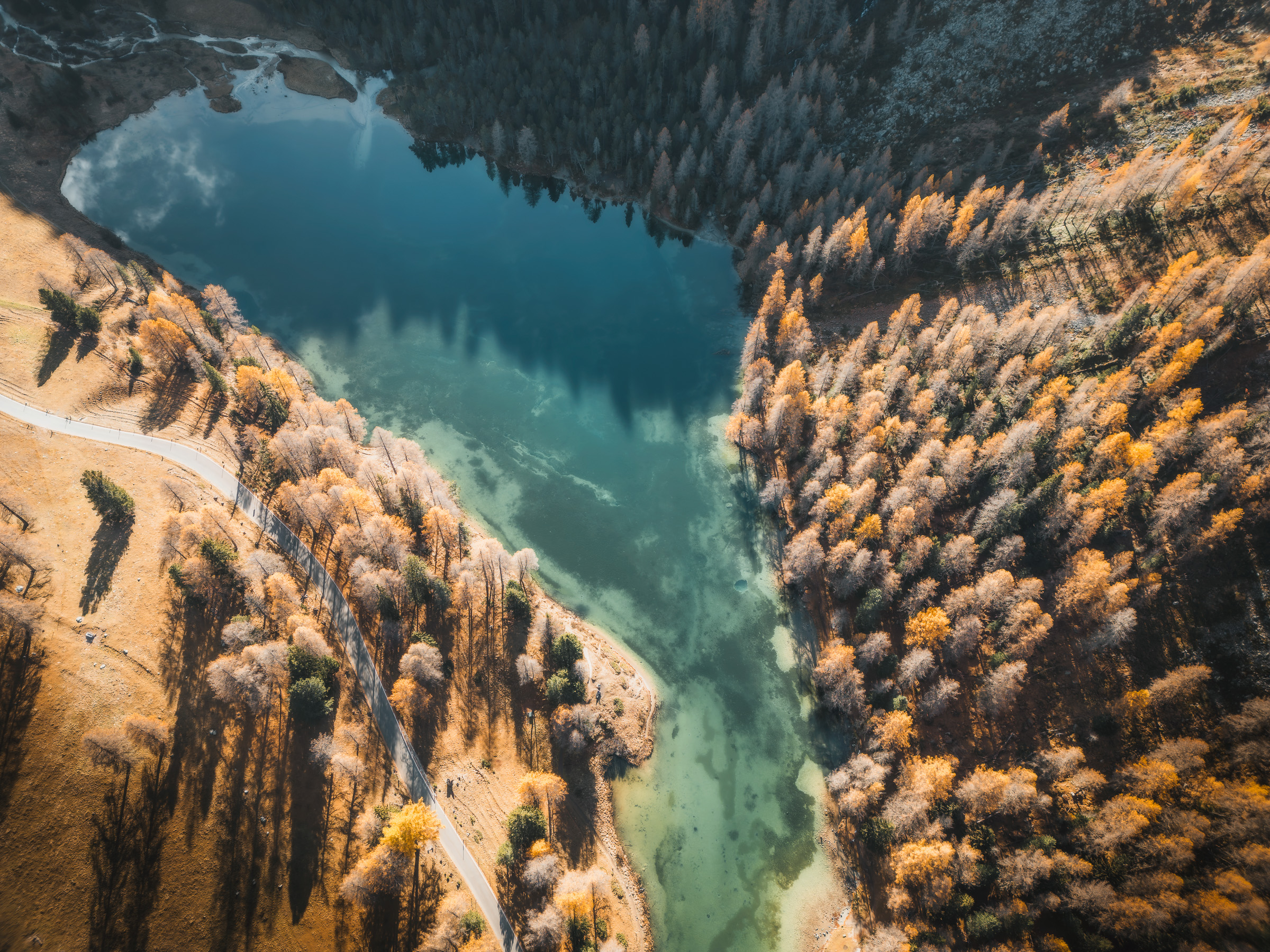 Turquoise river bend flowing through an autumn larch forest