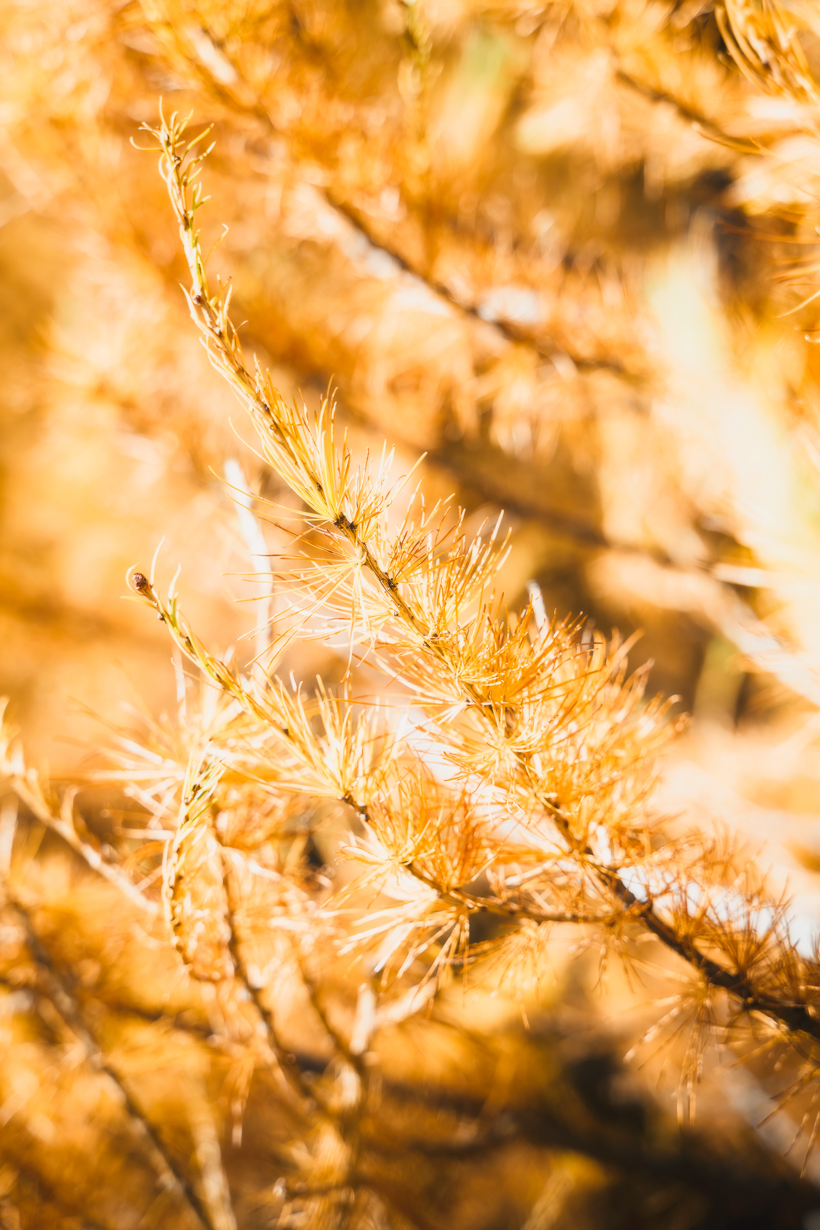 Close-up of delicate golden larch needles