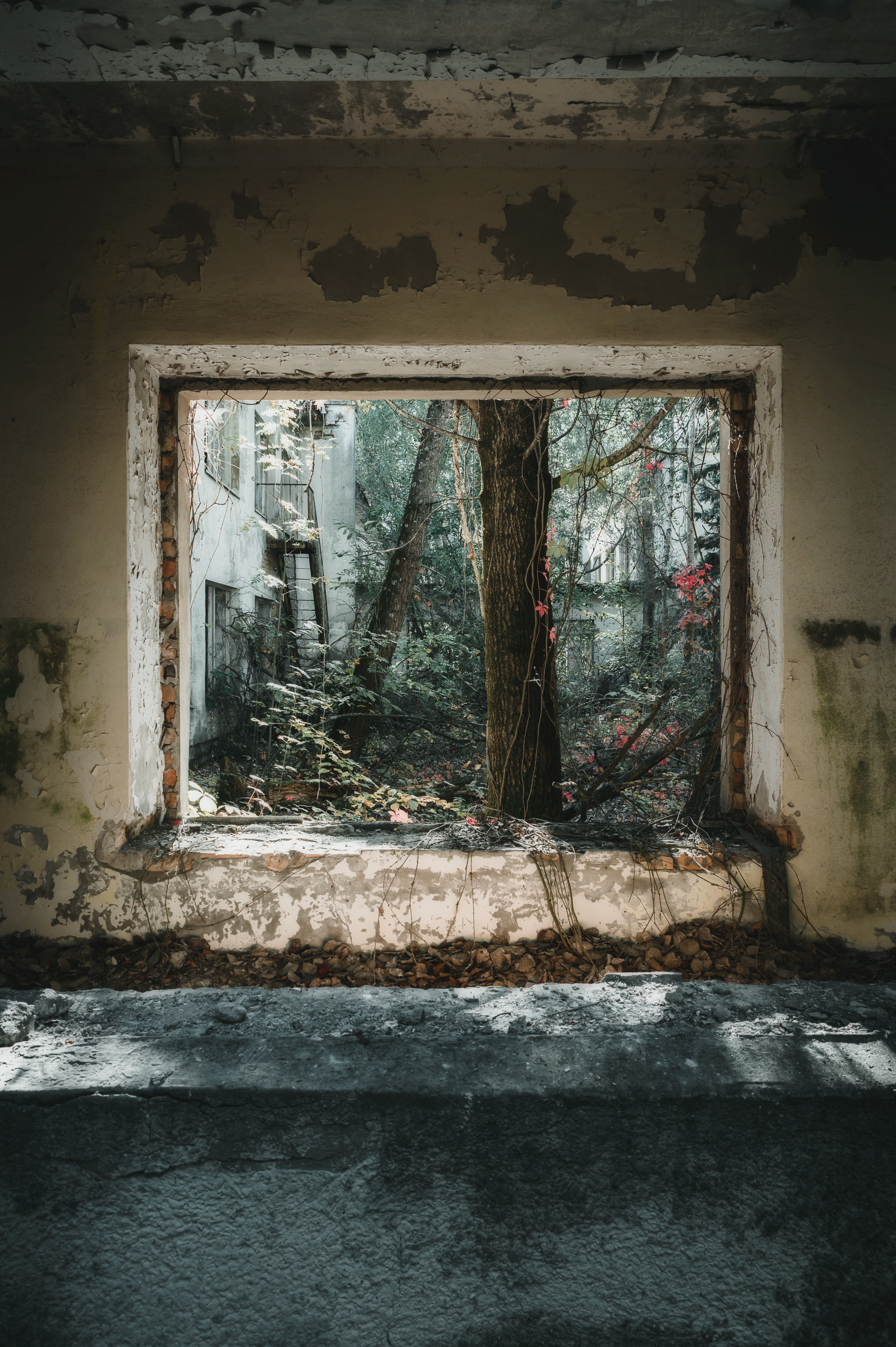 Forest framed by an empty window in a decaying building