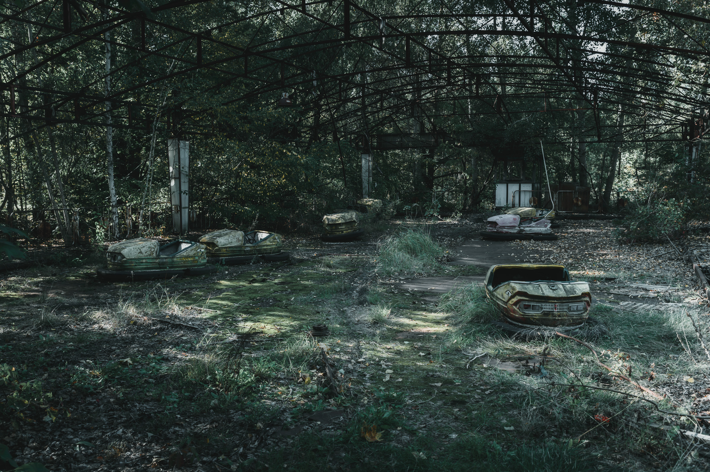 Overgrown bumper cars beneath the abandoned amusement pavilion