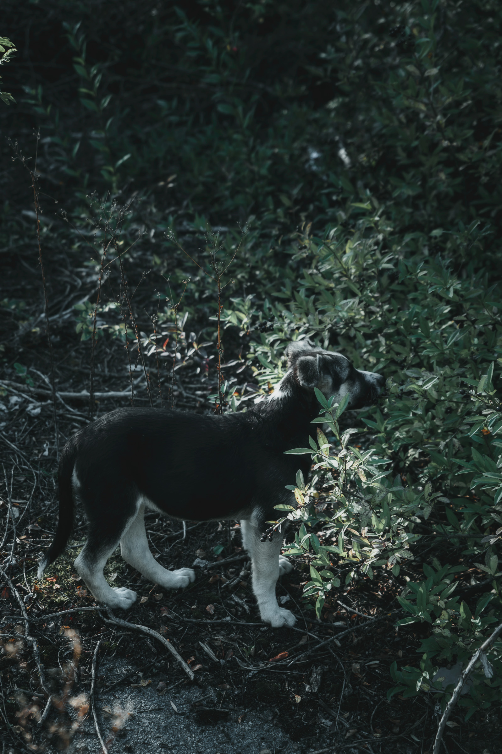 Stray dog walking through woodland in the Exclusion Zone