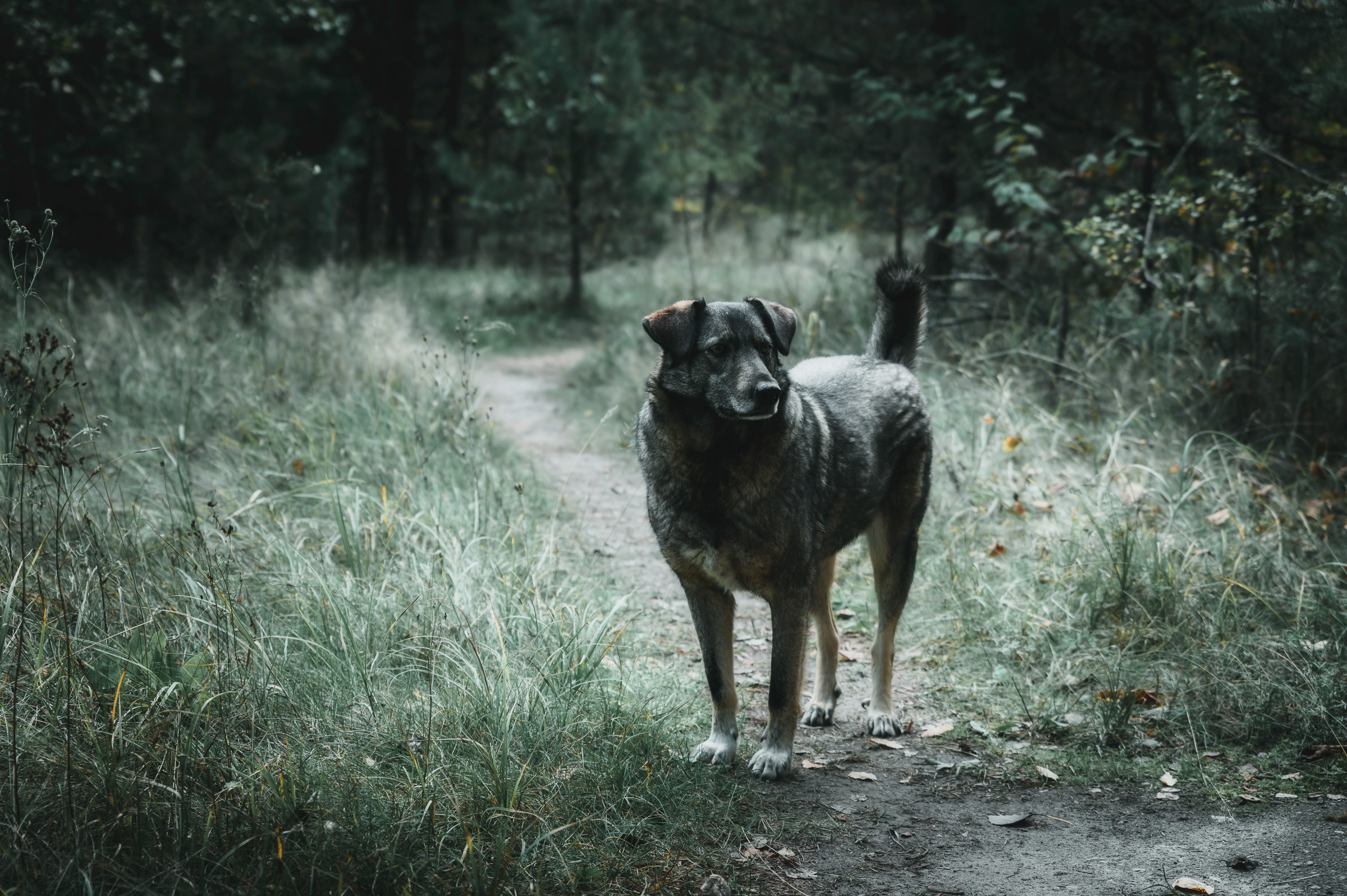 Stray dog standing on a grassy forest path