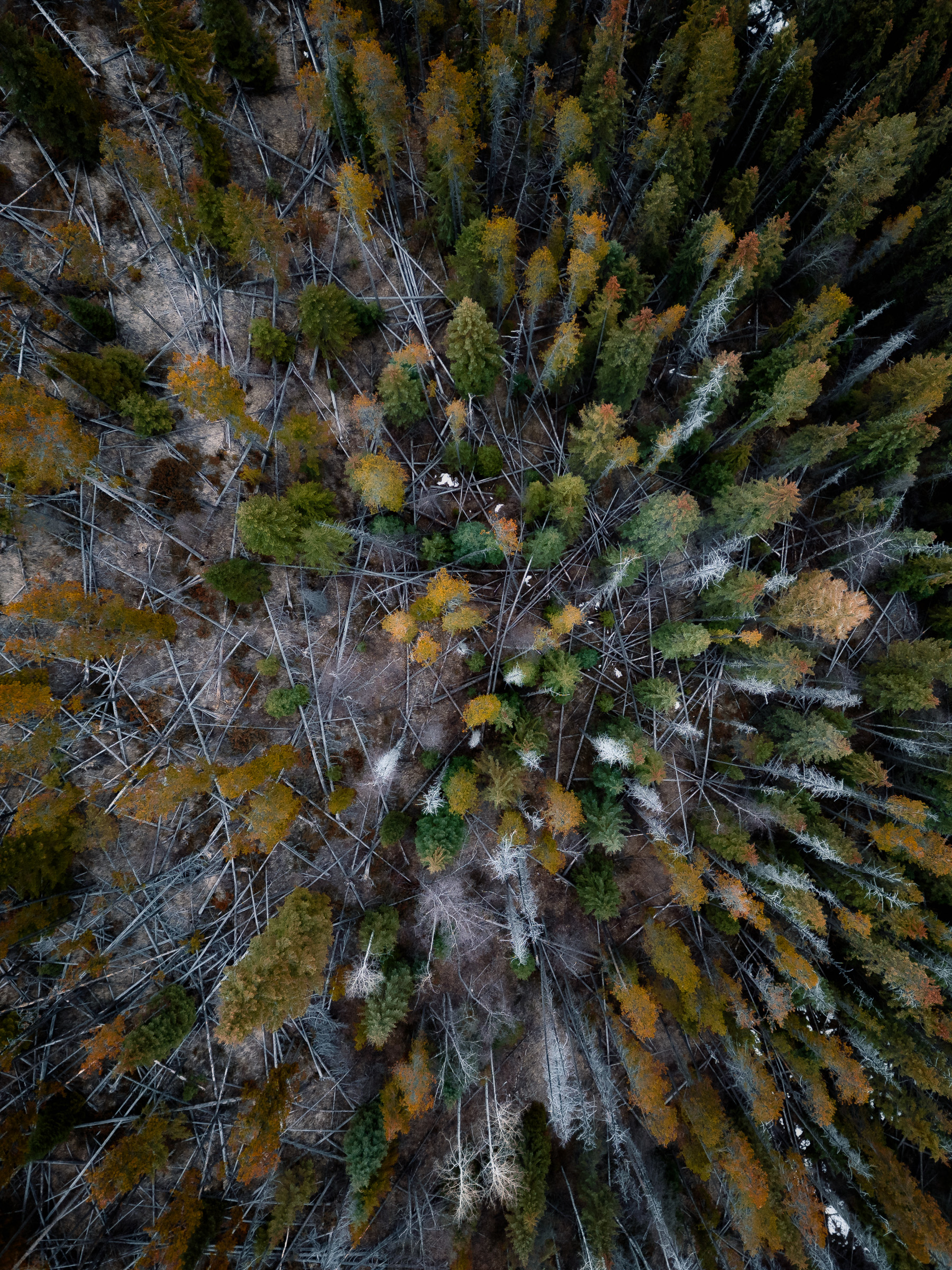 Top-down aerial view of an autumn forest surrounding a rocky stream