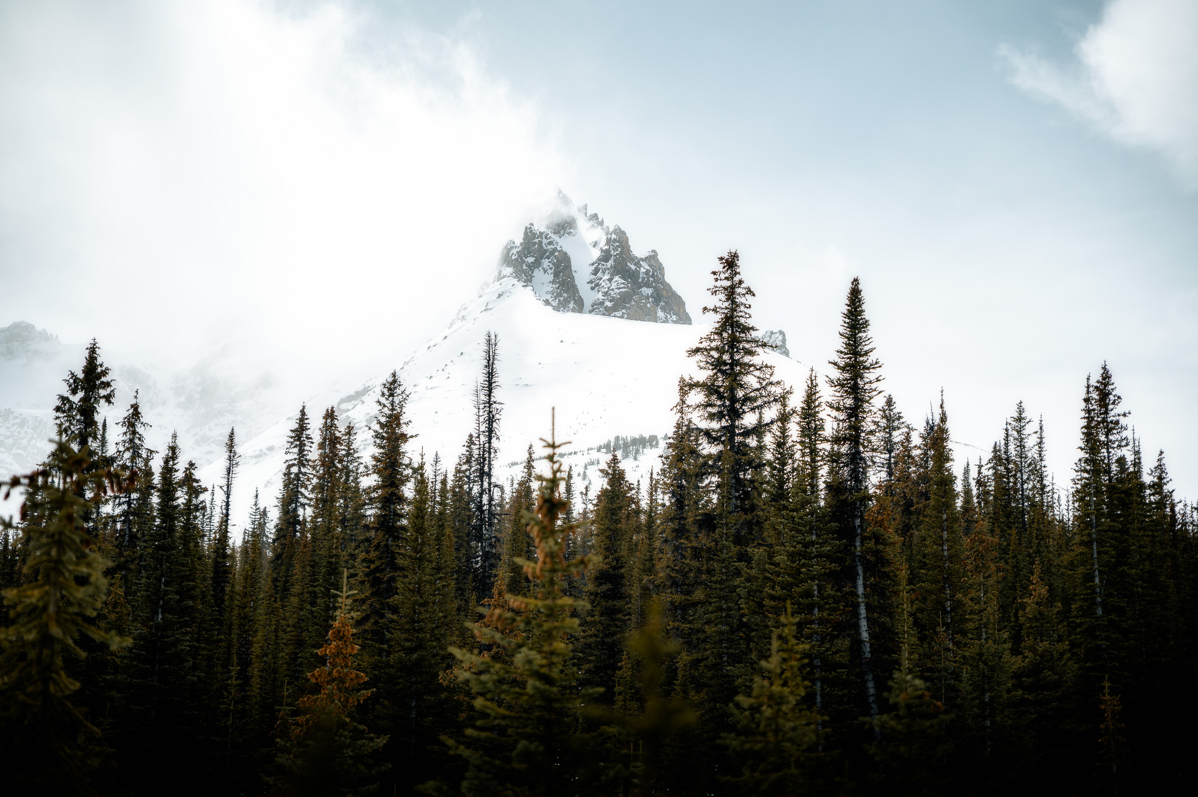 Cloud-wrapped snowy mountain rising behind an evergreen forest