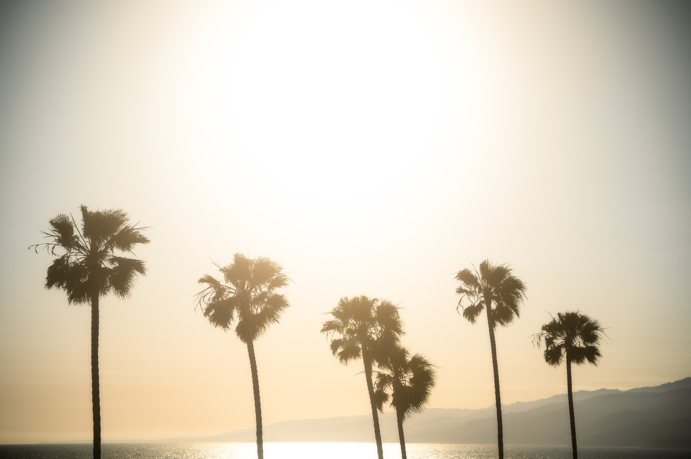 Palm trees glowing in hazy evening light along the California coast