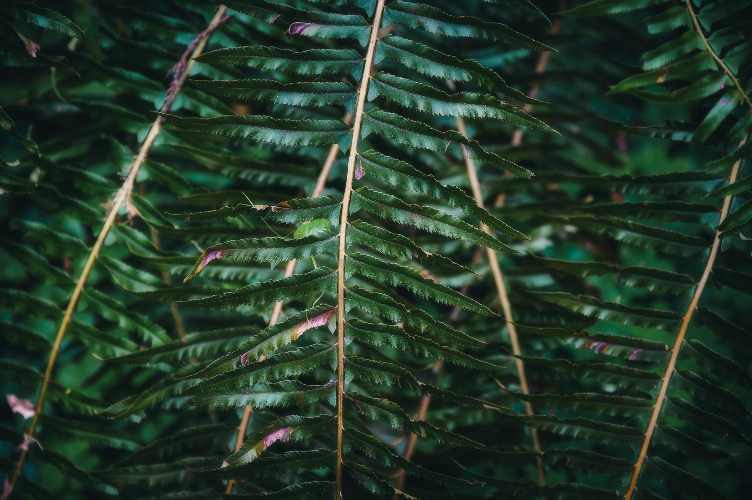 Close-up of overlapping green fern fronds