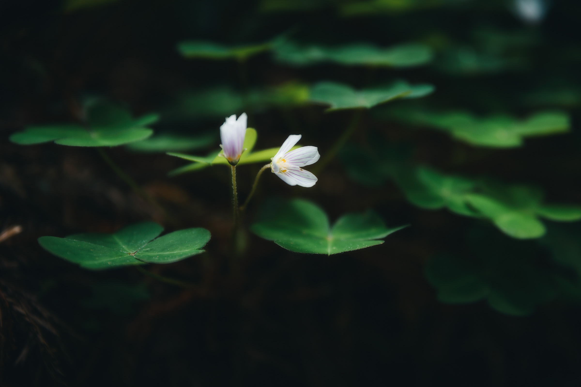 Small white wildflowers among deep green forest leaves