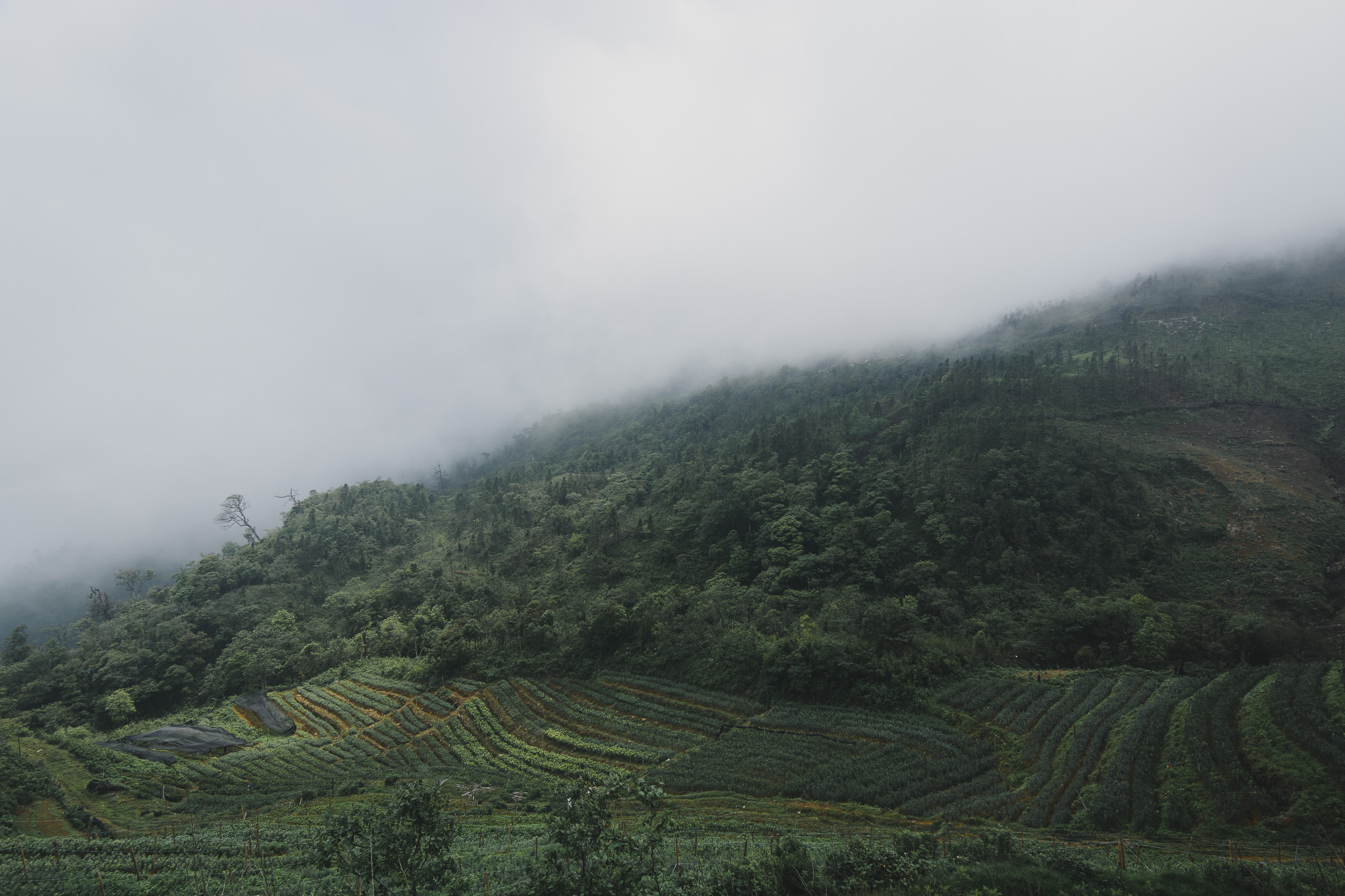 Terraced fields disappearing into mist near Sapa