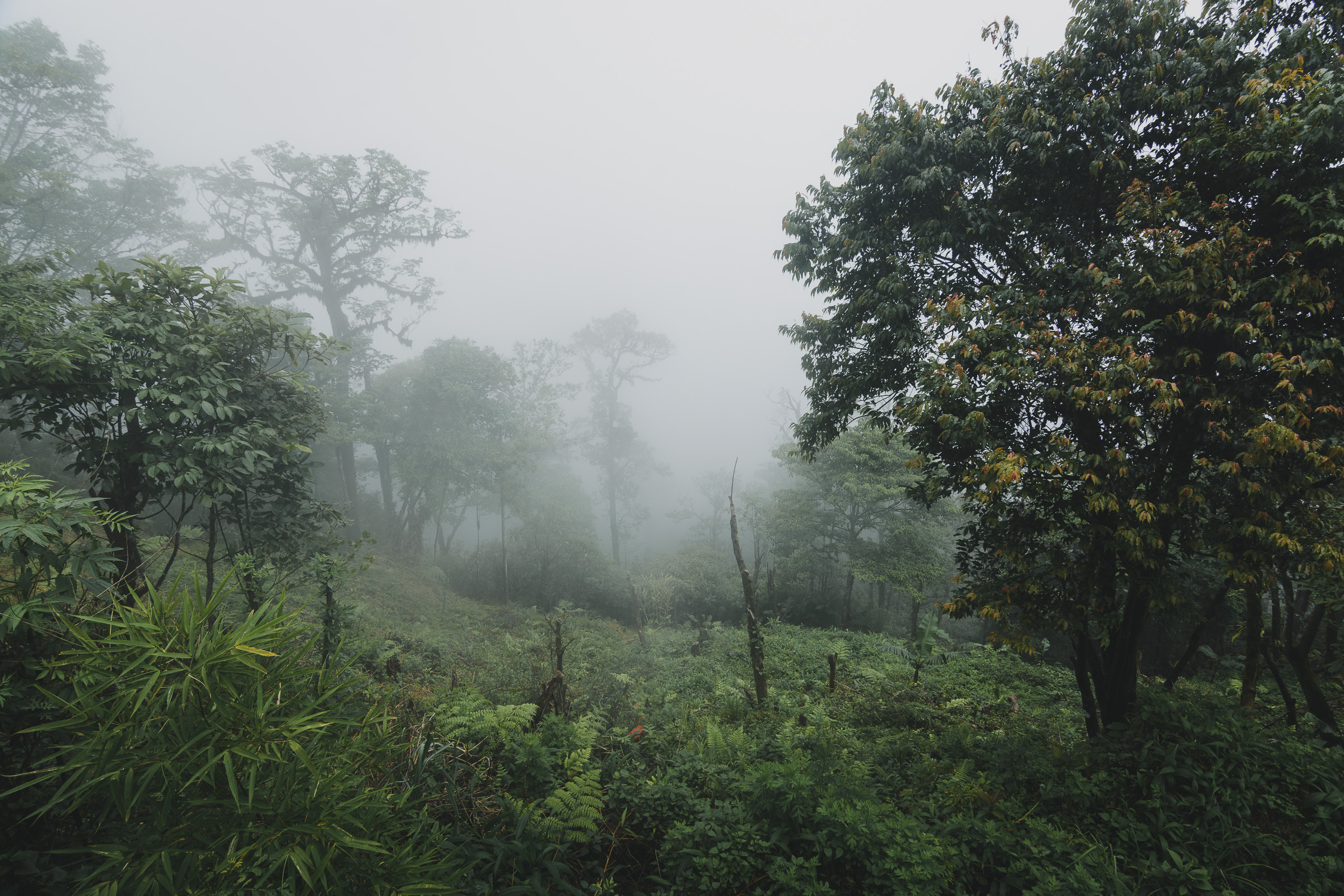 Lone tree on a misty green hillside in Northern Vietnam