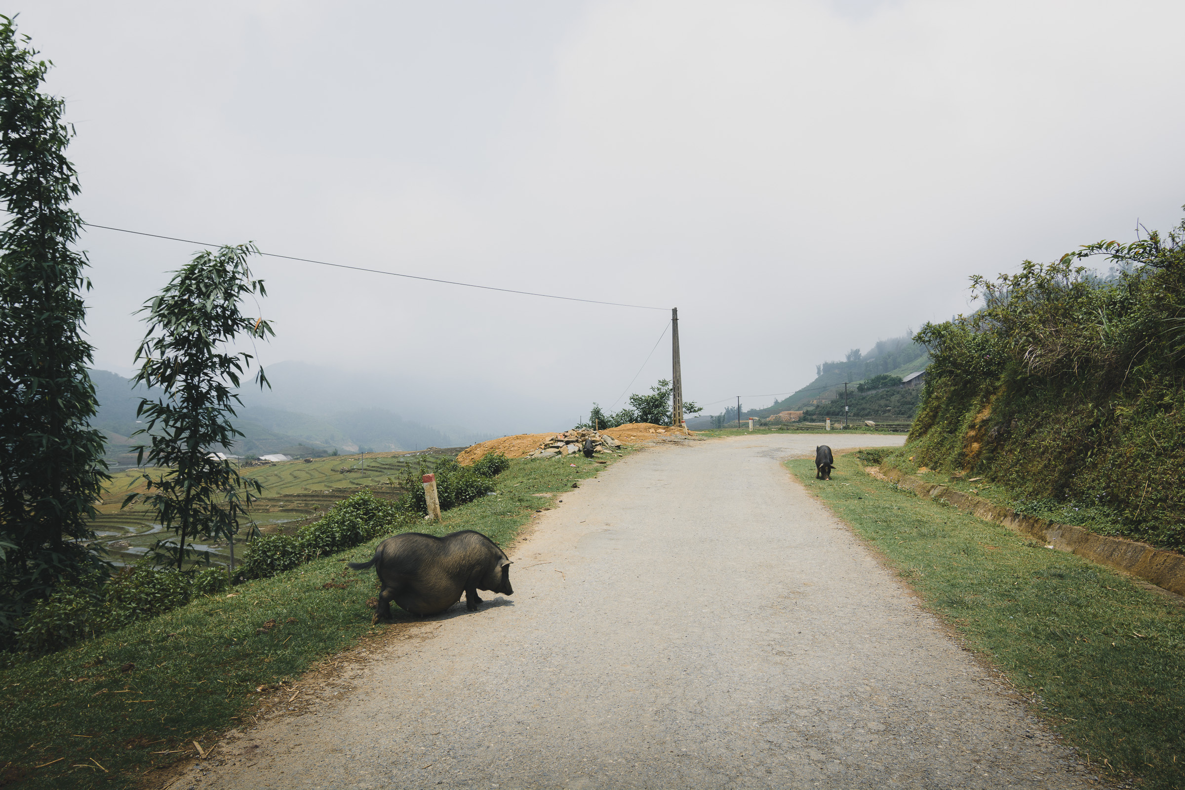 Water buffalo resting on a rural road between mountain fields