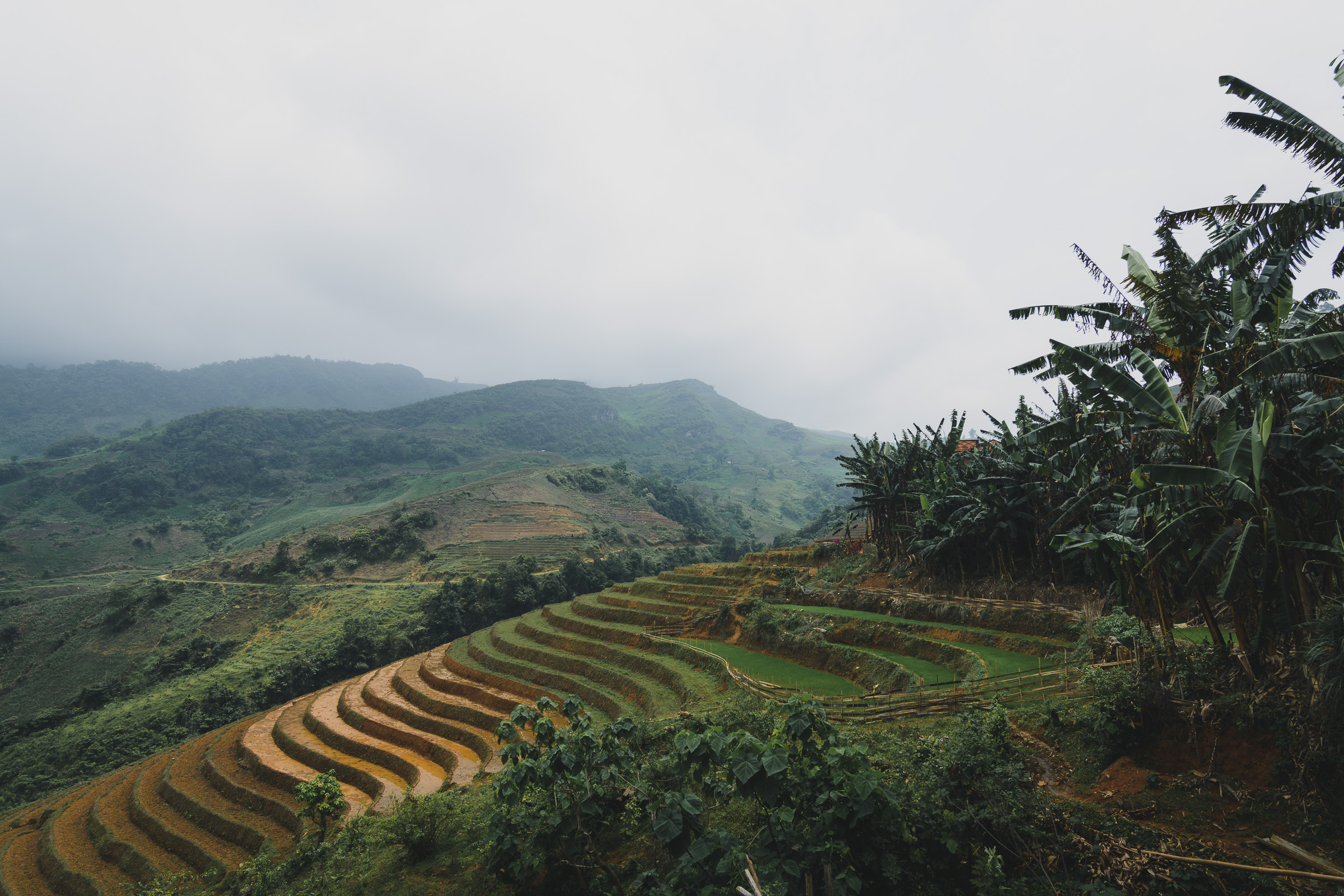 Curving rice terraces across green mountain slopes near Sapa