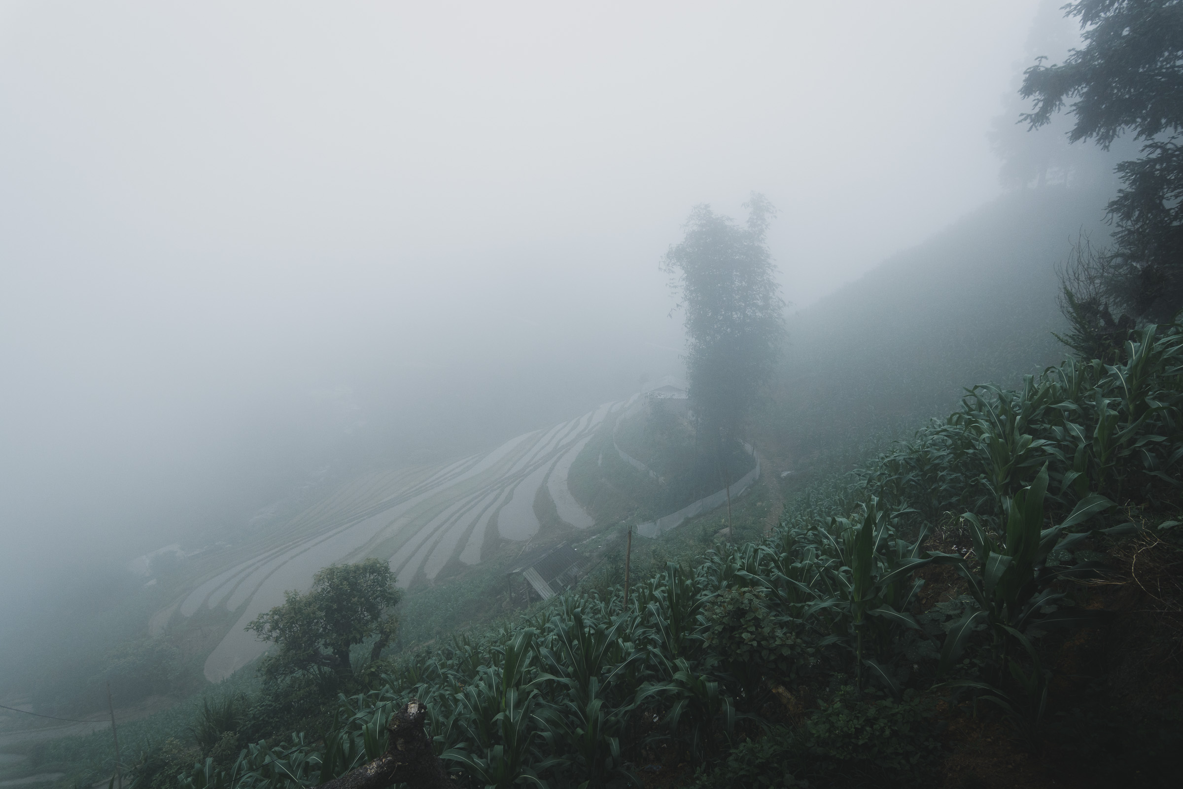 Dense fog settling over rice terraces and trees near Sapa