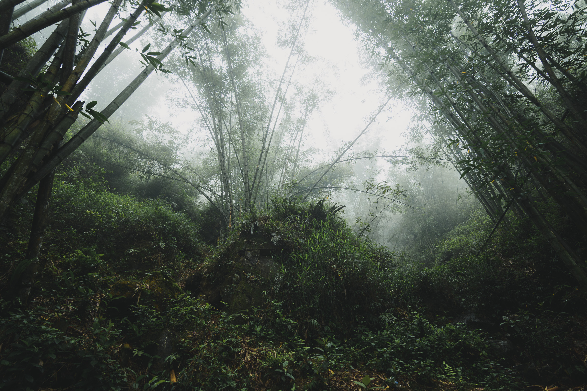 Mist filtering through a dense bamboo forest